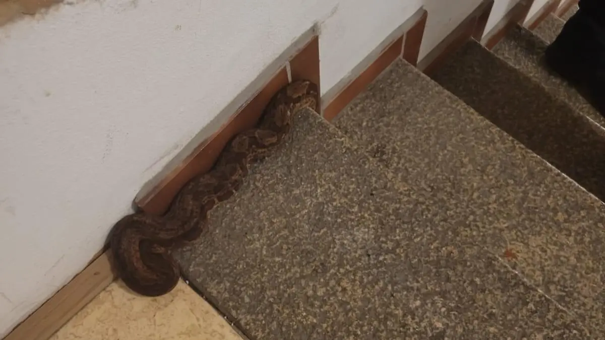 Mieter des Hauses in Görlitz entdeckten die acht Würgeschlangen und riefen die Polizei.