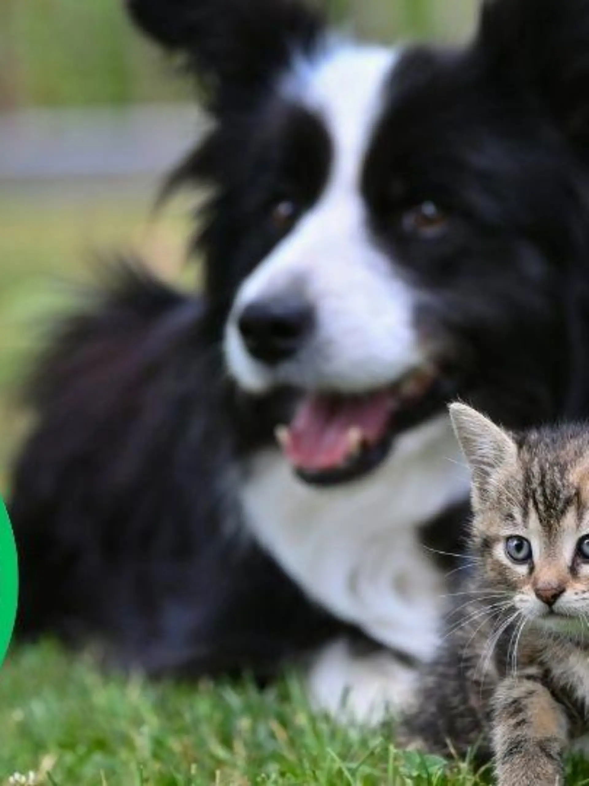 Collage Hund und Katze mit Tierärztin Dr. Katrin Wontorra