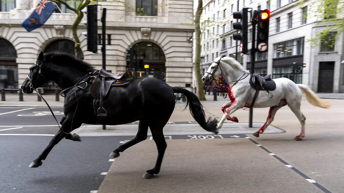 24.04.2024, Großbritannien, London: Zwei Pferde laufen frei durch die Straßen in der Nähe von Aldwych. Foto: Jordan Pettitt/PA Wire/dpa +++ dpa-Bildfunk +++
