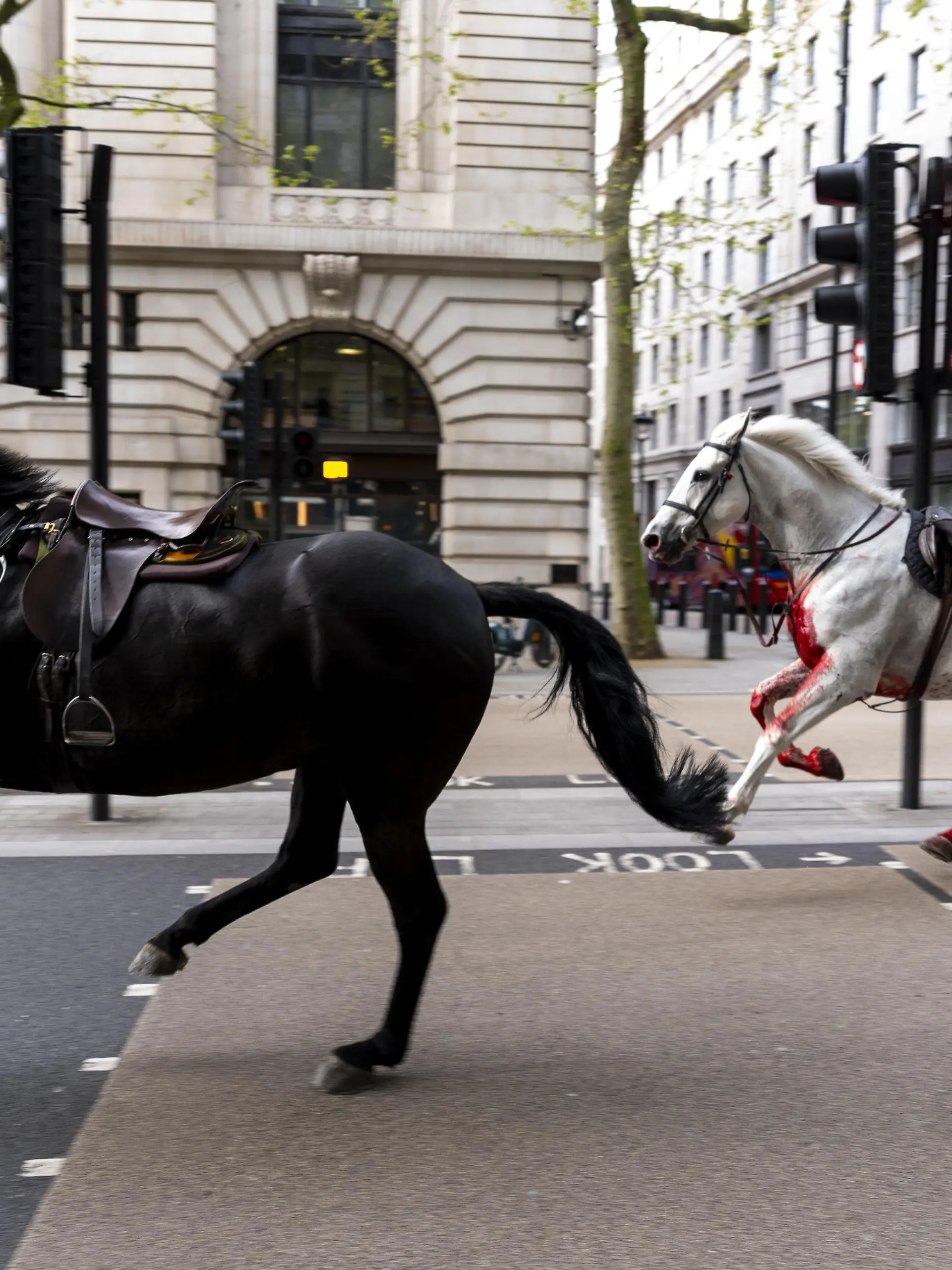 24.04.2024, Großbritannien, London: Zwei Pferde laufen frei durch die Straßen in der Nähe von Aldwych. Foto: Jordan Pettitt/PA Wire/dpa +++ dpa-Bildfunk +++