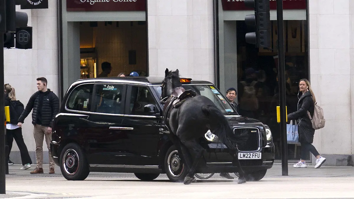 24.04.2024, Großbritannien, London: Ein schwarzes Pferd kollidiert mit einem Londoner Taxi, nachdem es die A4 in der Nähe von Aldwych im Zentrum Londons gelaufen ist. Foto: Jordan Pettitt/PA Wire/dpa +++ dpa-Bildfunk +++