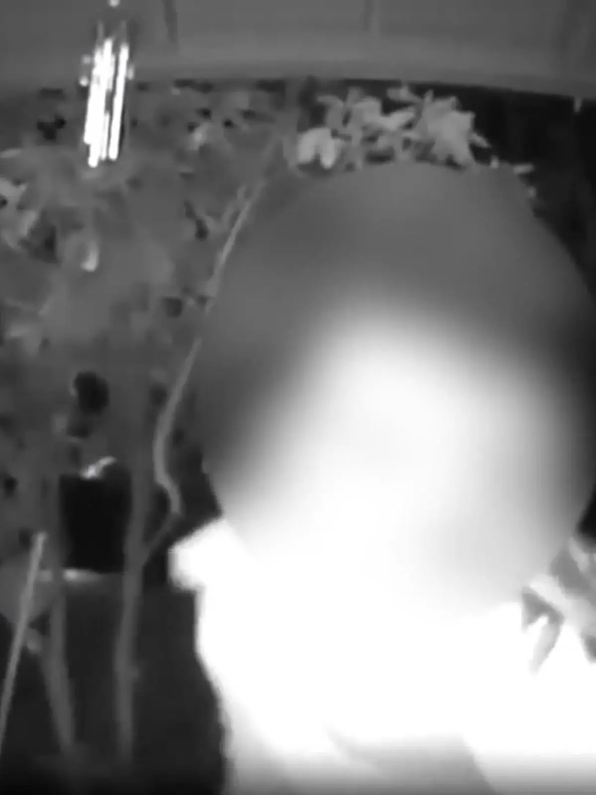 In Oregon in den USA spielt sich ein echtes Drama vor laufender Kamera ab. Ein Mann entführt vor einer Haustür mutmaßlich eine Frau, die mit aller Kraft versucht, sich aus den Fängen ihres Entführers zu befreien und um Hilfe schreit. Die Frau, die in dem Haus wohnt, hört die Schreie zu spät, der Mann kann mit der Frau fliehen. Dank der Aufnahmen der Überwachungskamera gelingt es der Polizei, die Frau zu identifizieren und zu finden. Ihr Entführer wurde angeklagt.
Die heftigen Szenen seht ihr im Video.