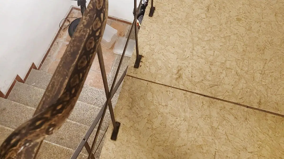 Acht Würgeschlagen wurden im Treppenhaus eines Mehrfamilienhauses in Görlitz ausgesetzt.
