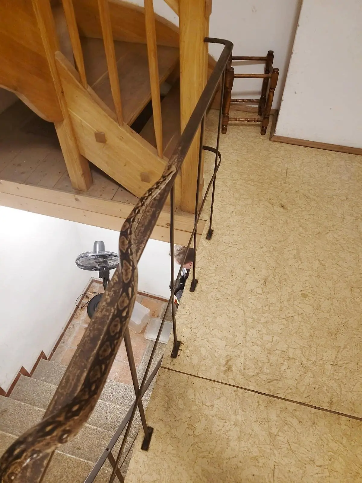 Acht Würgeschlagen wurden im Treppenhaus eines Mehrfamilienhauses in Görlitz ausgesetzt.