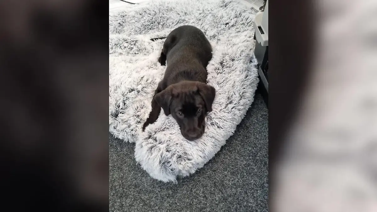 Den Hundeblick hat sie schon drauf, jetzt lernt Naira noch wie man eine echte Polizistin wird,