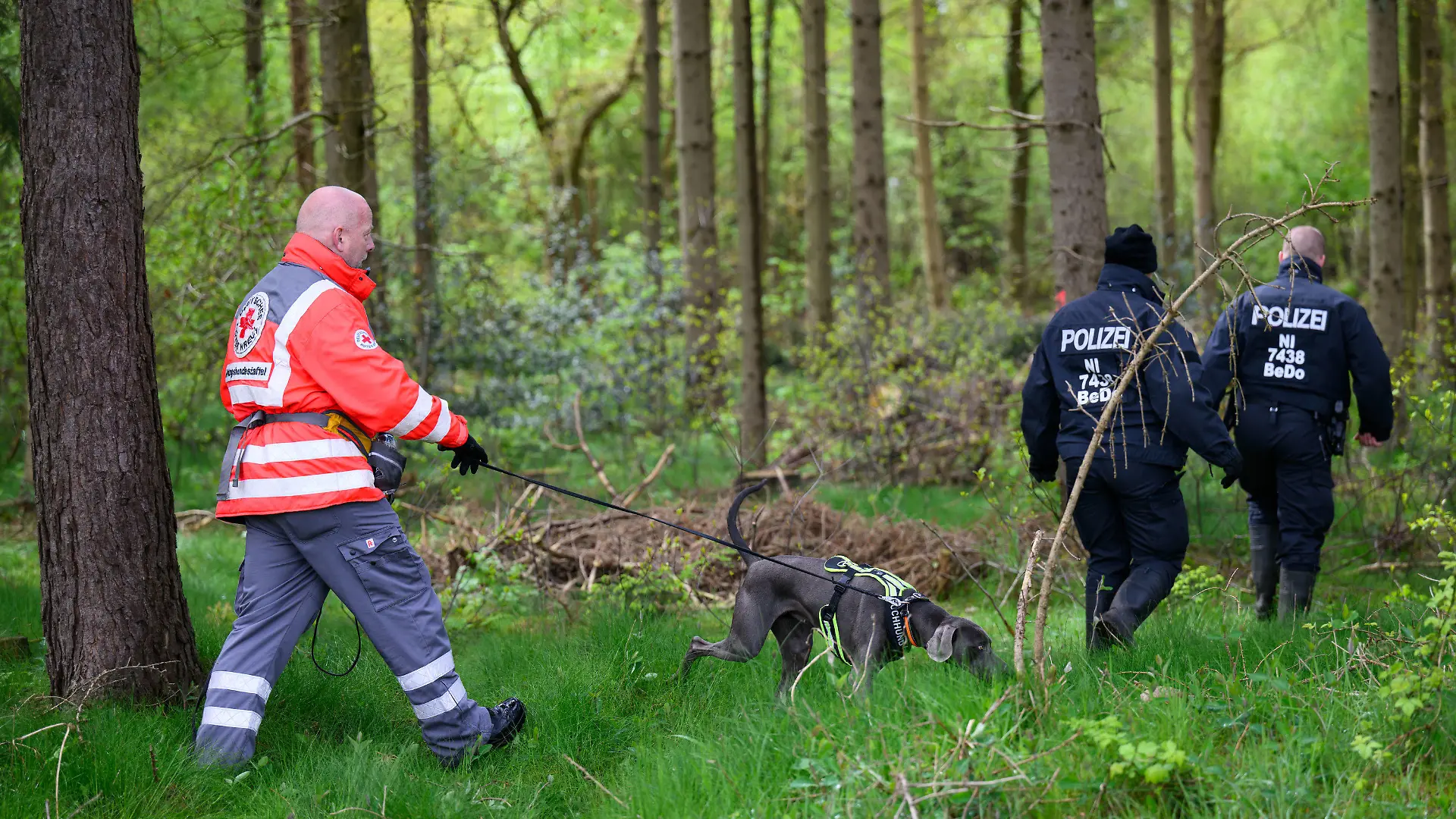 24.04.2024, Niedersachsen, Behrste: Einsatzkräfte des Deutschen Roten Kreuzes sind mit einem Suchhund in einem Waldstück im Einsatz. Von dem vermissten sechs Jahre alten Jungen aus dem niedersächsischen Bremervörde fehlt noch immer jede Spur. Foto: Daniel Reinhardt/dpa +++ dpa-Bildfunk +++