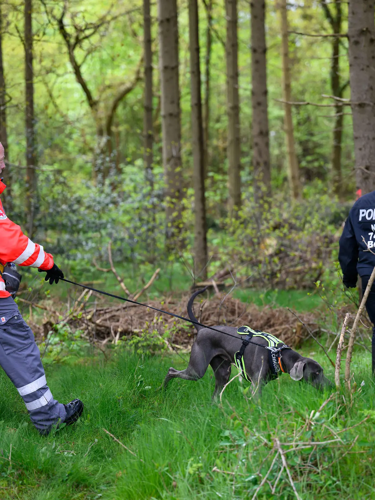 24.04.2024, Niedersachsen, Behrste: Einsatzkräfte des Deutschen Roten Kreuzes sind mit einem Suchhund in einem Waldstück im Einsatz. Von dem vermissten sechs Jahre alten Jungen aus dem niedersächsischen Bremervörde fehlt noch immer jede Spur. Foto: Daniel Reinhardt/dpa +++ dpa-Bildfunk +++