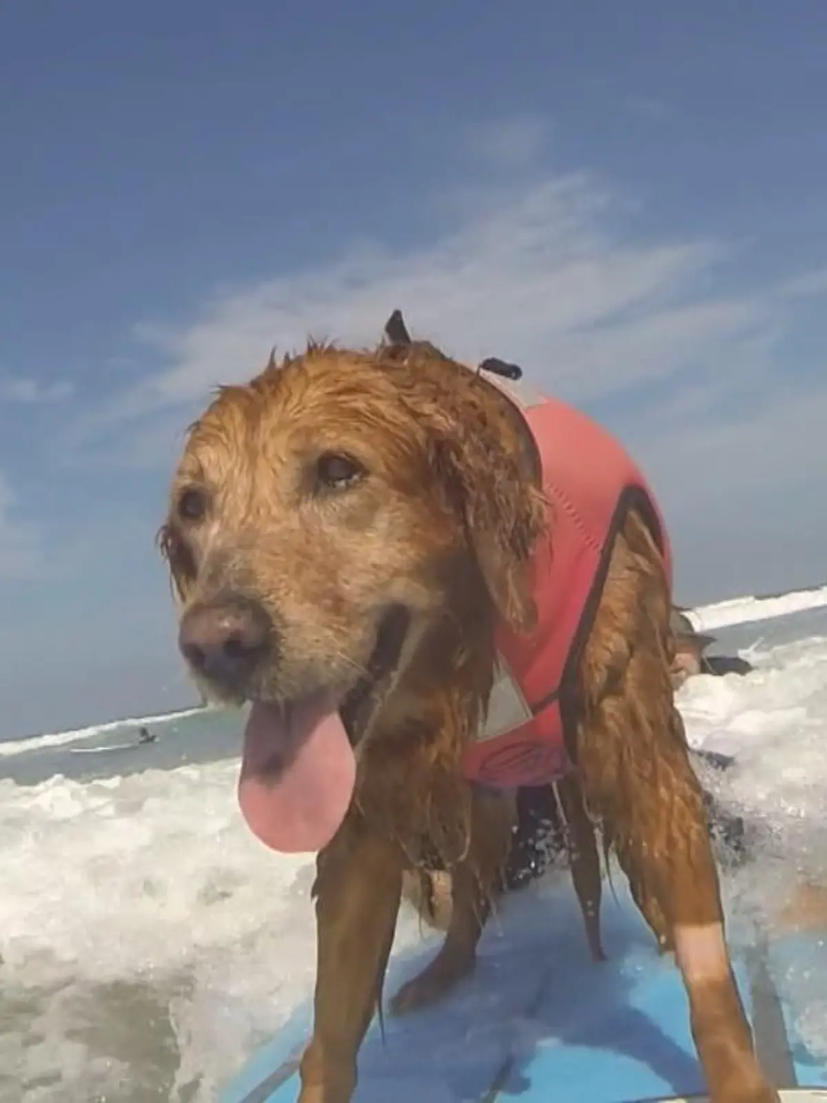 Sie ist einer der beeindruckendsten und empathischsten Hunde in den USA, vielleicht sogar auf der ganzen Welt und eine Legende auf dem Surfbrett: die Surf-Hündin Ricochet. Und jetzt ist sie bereit für die Rente!