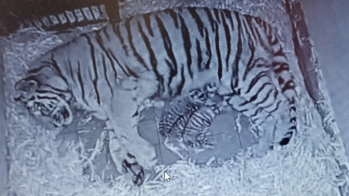 HANDOUT - 24.04.2024, Nordrhein-Westfalen, Köln: Das undatierte Foto einer Webcam zeigt Amurtiger-Mutter «Katinka», die mit ihren beiden neugeborenen Jungen in der Wurfhöhle liegt. (zu dpa: «Nachwuchs bei den Amurtigern im Kölner Zoo») Foto: Alexander Sliwa/Kölner Zoo/dpa - ACHTUNG: Nur zur redaktionellen Verwendung im Zusammenhang mit der aktuellen Berichterstattung und nur mit vollständiger Nennung des vorstehenden Credits +++ dpa-Bildfunk +++