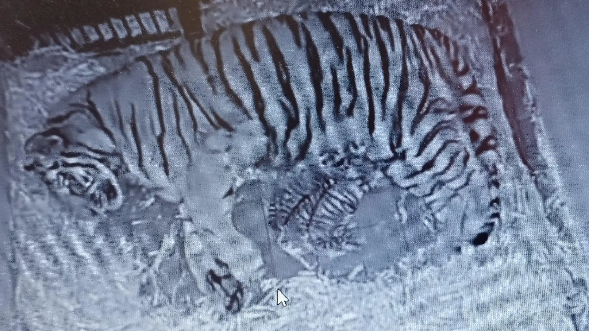 HANDOUT - 24.04.2024, Nordrhein-Westfalen, Köln: Das undatierte Foto einer Webcam zeigt Amurtiger-Mutter «Katinka», die mit ihren beiden neugeborenen Jungen in der Wurfhöhle liegt. (zu dpa: «Nachwuchs bei den Amurtigern im Kölner Zoo») Foto: Alexander Sliwa/Kölner Zoo/dpa - ACHTUNG: Nur zur redaktionellen Verwendung im Zusammenhang mit der aktuellen Berichterstattung und nur mit vollständiger Nennung des vorstehenden Credits +++ dpa-Bildfunk +++