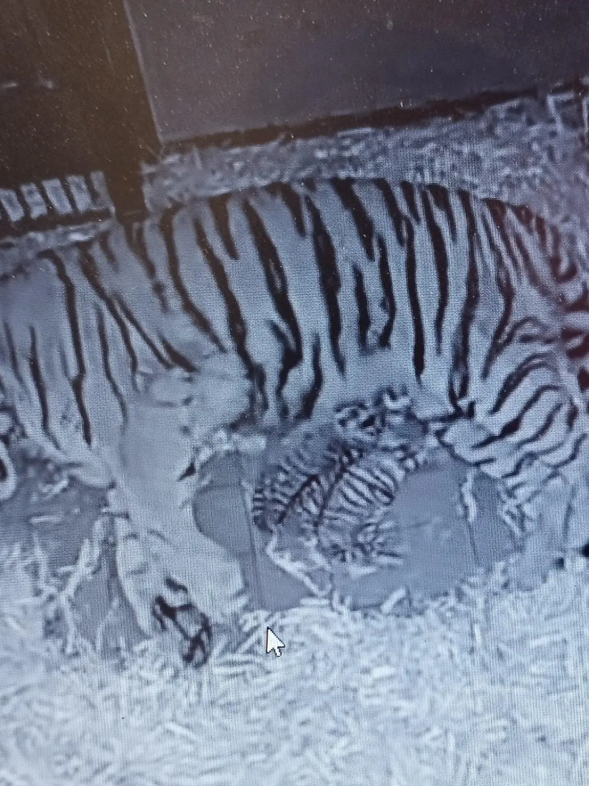 HANDOUT - 24.04.2024, Nordrhein-Westfalen, Köln: Das undatierte Foto einer Webcam zeigt Amurtiger-Mutter «Katinka», die mit ihren beiden neugeborenen Jungen in der Wurfhöhle liegt. (zu dpa: «Nachwuchs bei den Amurtigern im Kölner Zoo») Foto: Alexander Sliwa/Kölner Zoo/dpa - ACHTUNG: Nur zur redaktionellen Verwendung im Zusammenhang mit der aktuellen Berichterstattung und nur mit vollständiger Nennung des vorstehenden Credits +++ dpa-Bildfunk +++