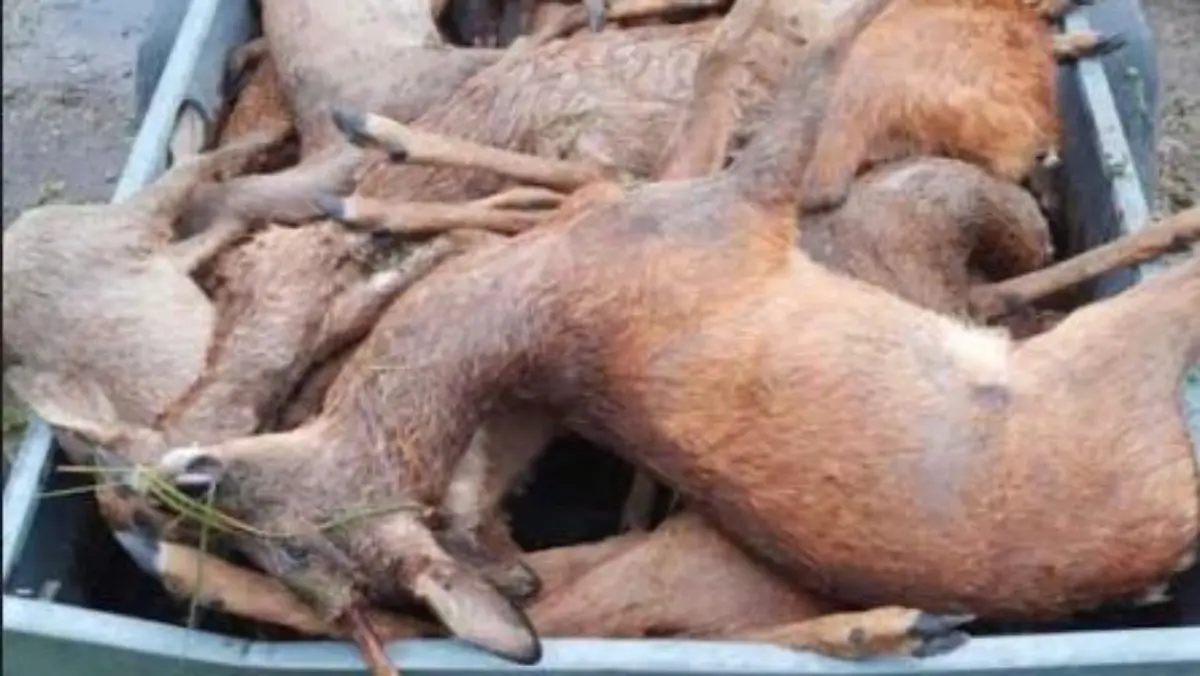 Im Landkreis Bad Tölz-Wolfratshausen wurden mindestens 18 tote Rehe entdeckt.