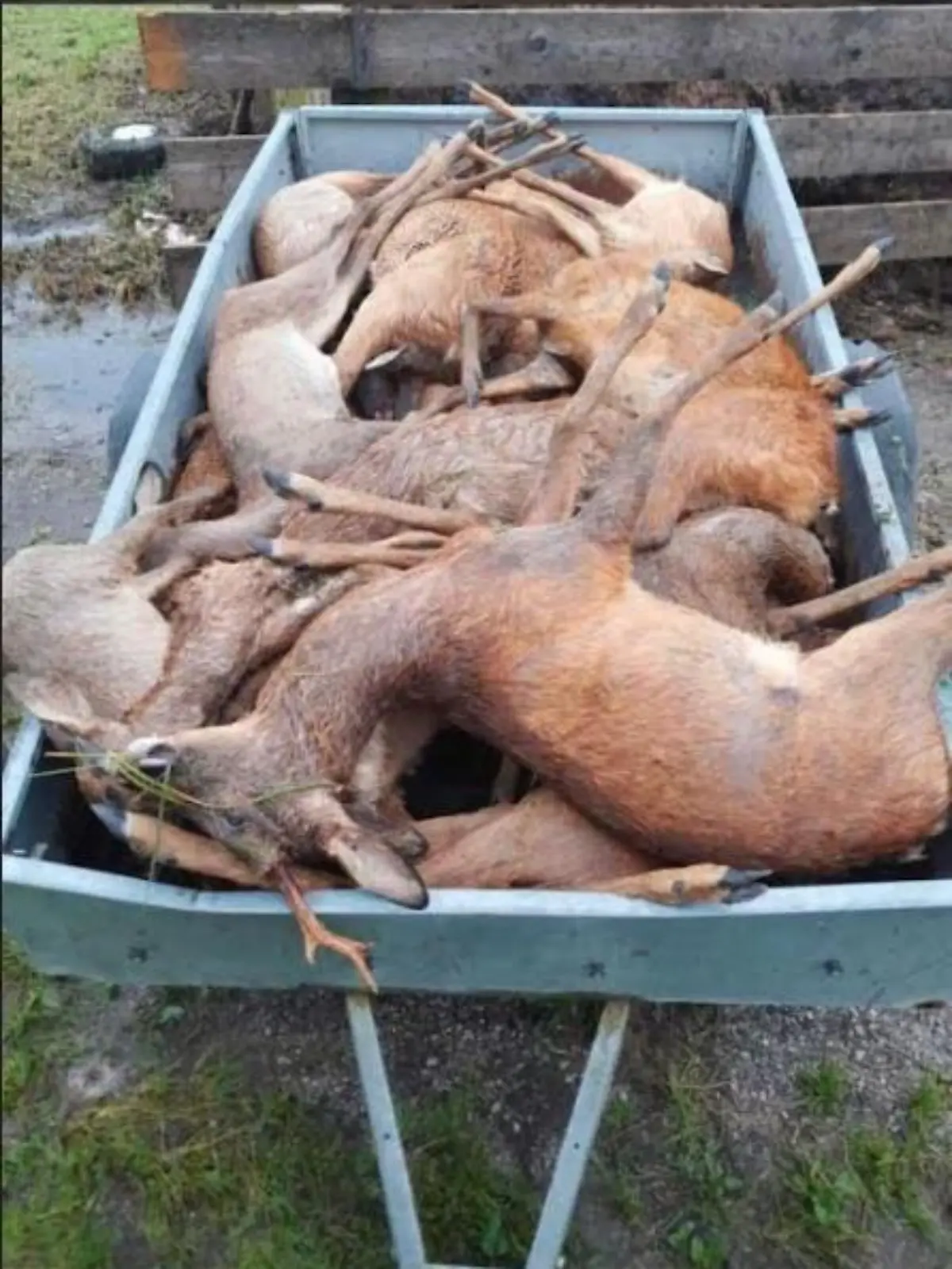 Im Landkreis Bad Tölz-Wolfratshausen wurden mindestens 18 tote Rehe entdeckt.