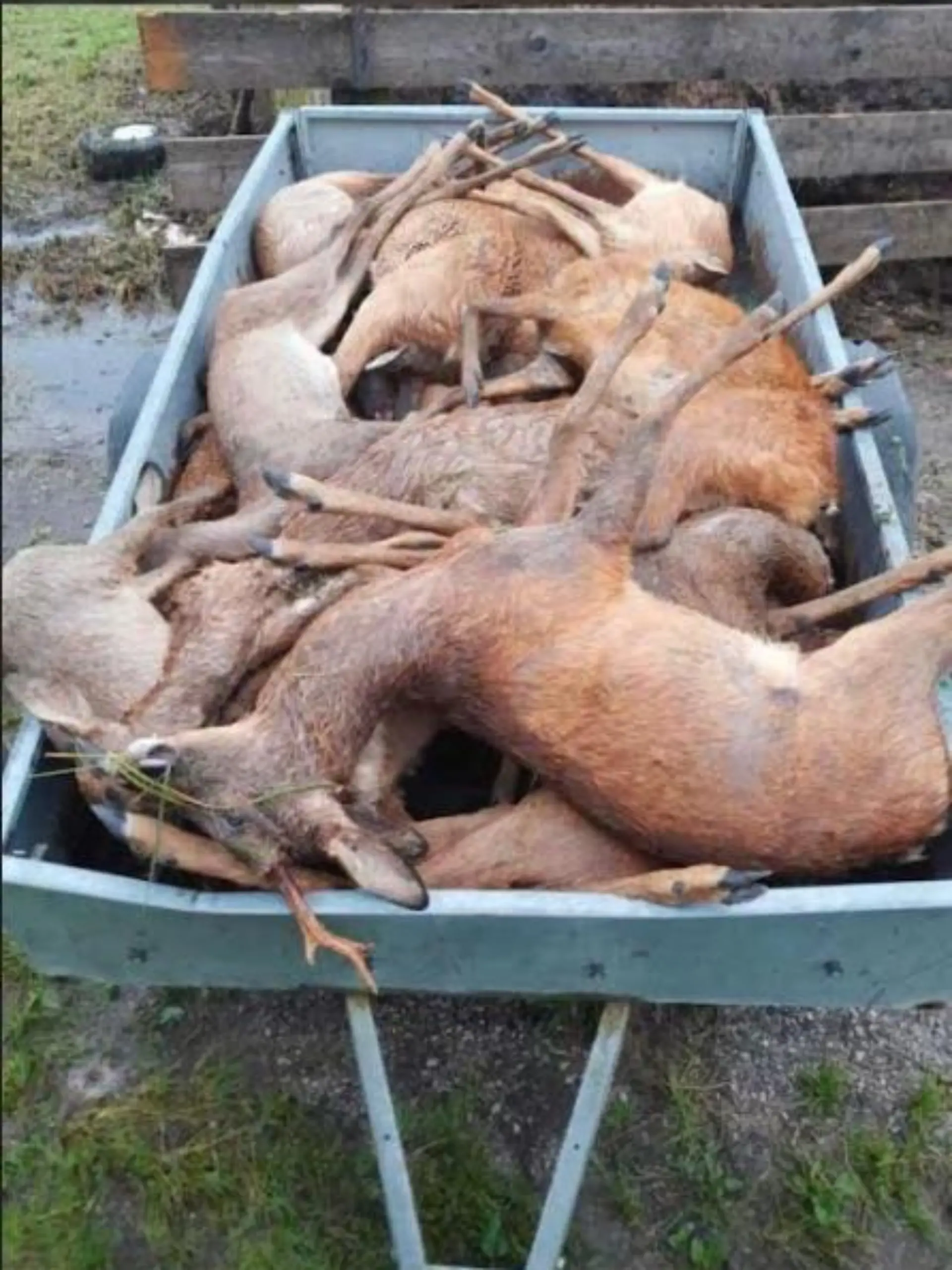 Im Landkreis Bad Tölz-Wolfratshausen wurden mindestens 18 tote Rehe entdeckt.