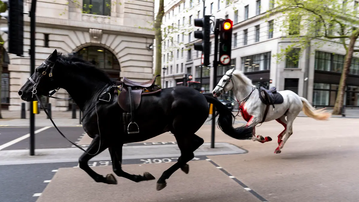 24.04.2024, Großbritannien, London: Zwei freilaufende Pferde galoppieren durch die Straßen Londons in der Nähe von Aldwych. Mehrere Militärpferde sind am Mittwoch bei Routineübungen in der Nähe der Hauptresidenz von König Charles III. ausgebrochen und durch das Stadtzentrum gerannt, wobei mehrere Menschen verletzt wurden und die Pferde im morgendlichen Berufsverkehr mit Fahrzeugen zusammenstießen. Foto: Jordan Pettitt/PA via AP/dpa - ACHTUNG: Nur zur redaktionellen Verwendung bis zum 08.05.24 und nur mit vollständiger Nennung des vorstehenden Credits +++ dpa-Bildfunk +++