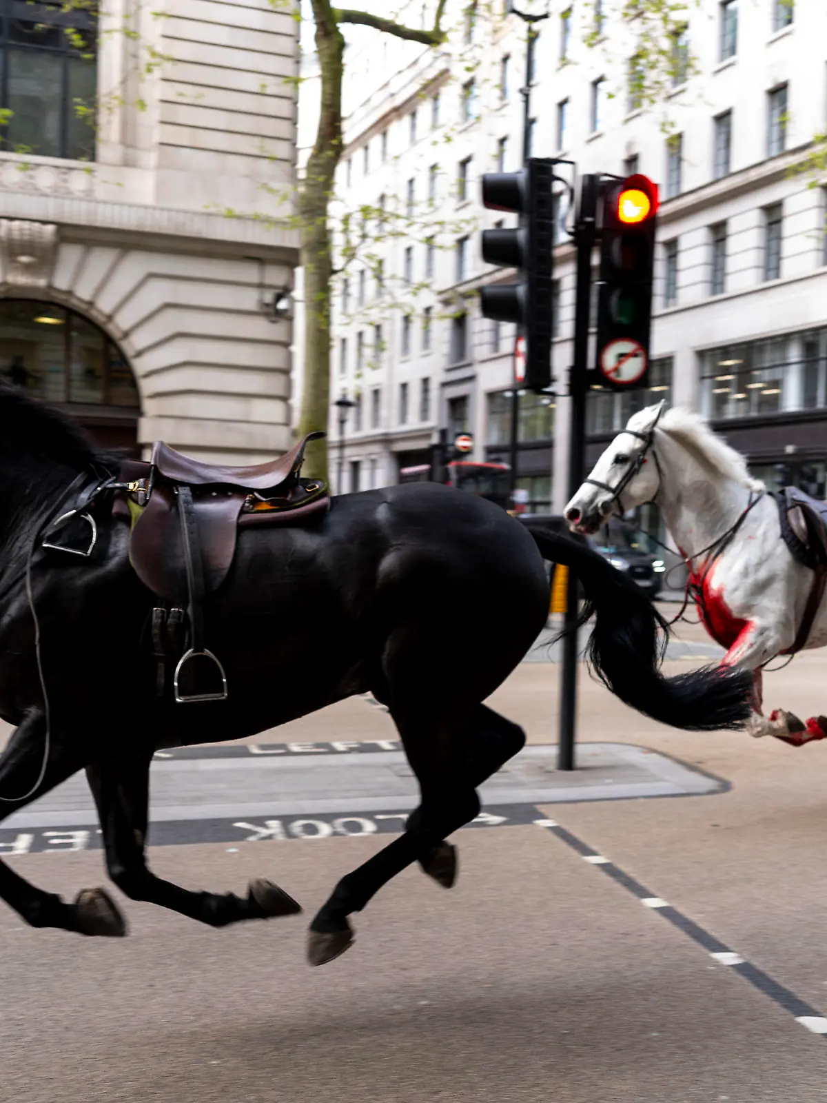 24.04.2024, Großbritannien, London: Zwei freilaufende Pferde galoppieren durch die Straßen Londons in der Nähe von Aldwych. Mehrere Militärpferde sind am Mittwoch bei Routineübungen in der Nähe der Hauptresidenz von König Charles III. ausgebrochen und durch das Stadtzentrum gerannt, wobei mehrere Menschen verletzt wurden und die Pferde im morgendlichen Berufsverkehr mit Fahrzeugen zusammenstießen. Foto: Jordan Pettitt/PA via AP/dpa - ACHTUNG: Nur zur redaktionellen Verwendung bis zum 08.05.24 und nur mit vollständiger Nennung des vorstehenden Credits +++ dpa-Bildfunk +++