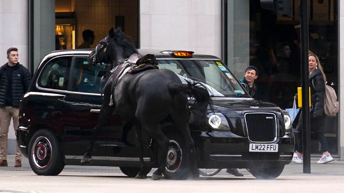 24.04.2024, Großbritannien, London: Ein Pferd kollidiert mit einem Taxi in London in der Nähe des Aldwych. Mehrere Militärpferde sind am Mittwoch bei Routineübungen in der Nähe der Hauptresidenz von König Charles III. ausgebrochen und durch das Stadtzentrum gerannt, wobei mehrere Menschen verletzt wurden und die Pferde im morgendlichen Berufsverkehr mit Fahrzeugen zusammenstießen. Foto: Jordan Pettitt/PA via AP/dpa - ACHTUNG: Nur zur redaktionellen Verwendung bis zum 08.05.24 und nur mit vollständiger Nennung des vorstehenden Credits +++ dpa-Bildfunk +++