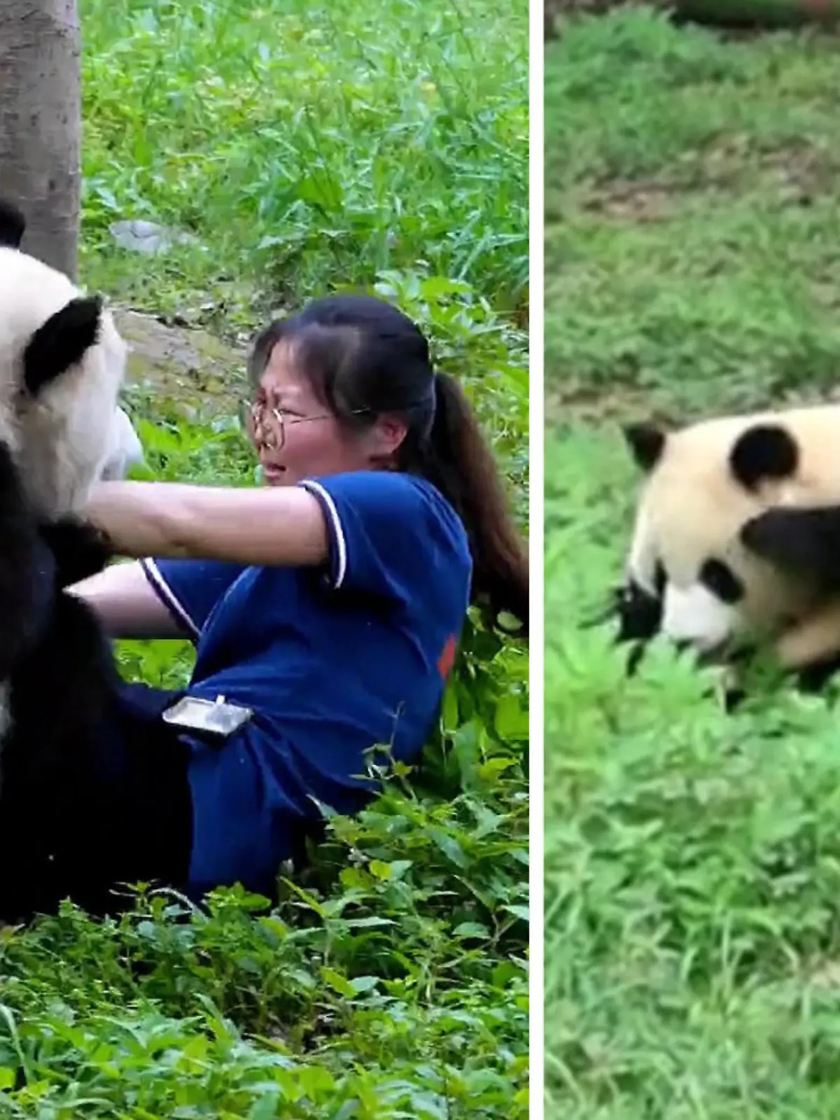 Diese Kuschelpartie ist nicht für alle herzerwärmend!

Für die Tierpflegerin aus einem Zoo in Chongqing, China, wird sie sogar ganz schön gefährlich. Denn das Panda-Zwillingspärchen Yuke and Yuai will mit der Frau spielen, dabei drücken sie sie auf die Erde und krabbeln auf sie drauf. Sie kann sich nicht mehr selbstständig befreien, doch Rettung naht. Wie die Pflegerin von den Kuschelwütigen Pandas belagert wird und wie sie den beiden doch noch entkommen kann, erfahrt ihr im Video.