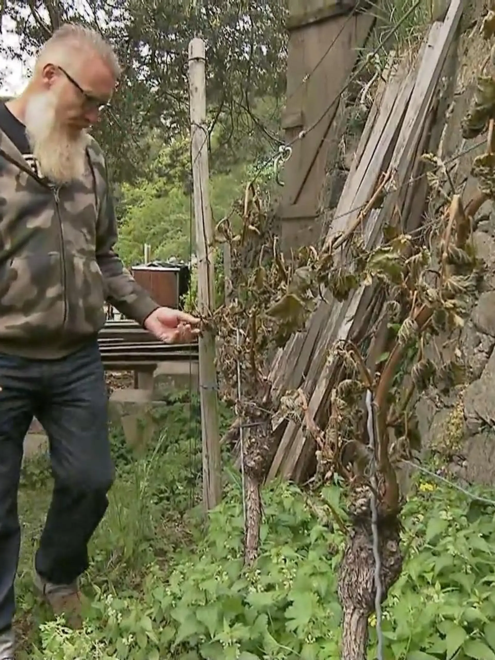 Dann mal Prost! Oder eher doch nicht? Eisige Temperaturen in der Nacht machen dem Wein hierzulande schwer zu schaffen. Besonders betroffen ist Sachsen. Hier scheint der Kampf gegen den Frost verloren zu sein. Die Winzer gehen von einem Verlust von 80 Prozent der Weinernte aus.