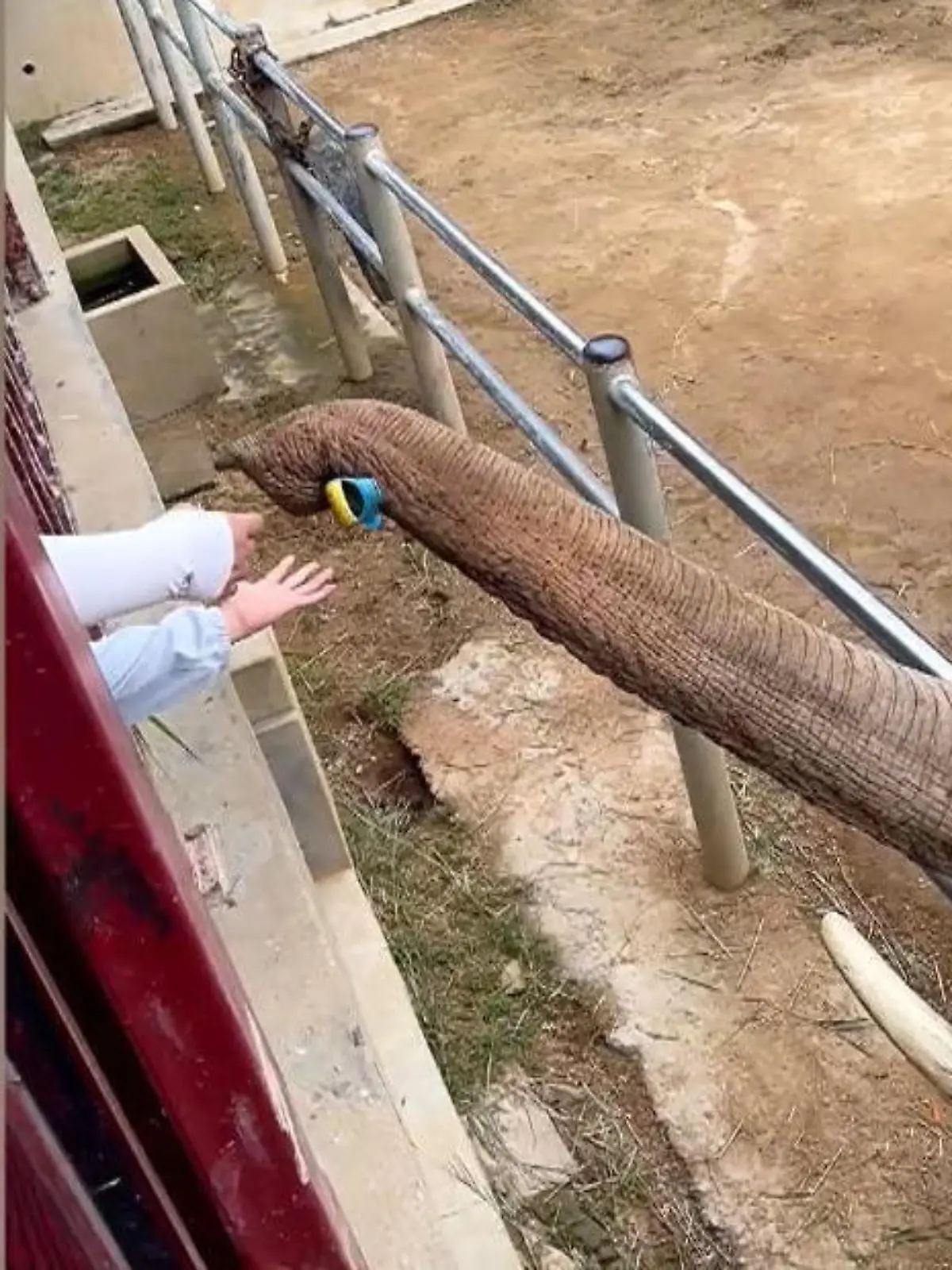 In einem Wildtierpark im chinesichen Weihai hat ein Baby seinen Schuh verloren. Der aufmerksame Elefant bemerkt das Missgeschick und hilft dem Kind sofort - das sehen Sie im Video.