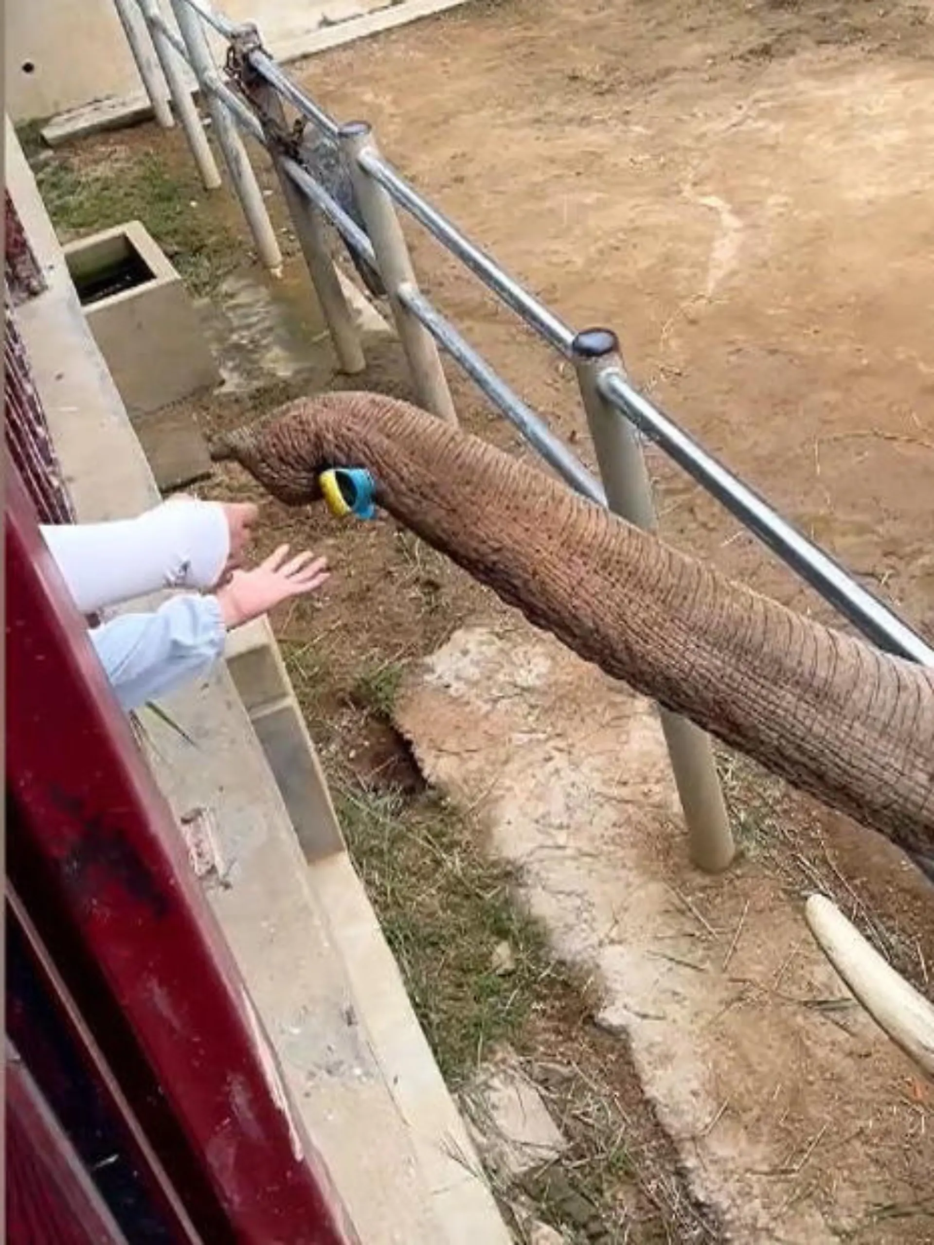 In einem Wildtierpark im chinesichen Weihai hat ein Baby seinen Schuh verloren. Der aufmerksame Elefant bemerkt das Missgeschick und hilft dem Kind sofort - das sehen Sie im Video.