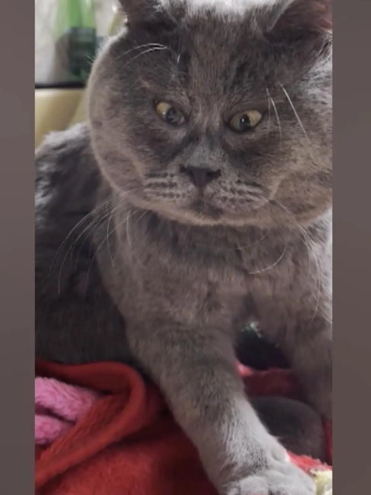 Katze Feyda schielt ein bisschen - und wird dadurch zum Internetstar. Das Tier hat über 90.000 Follower bei Instagram. Die dreijährige Katze hat eine Koordinationsstörung.