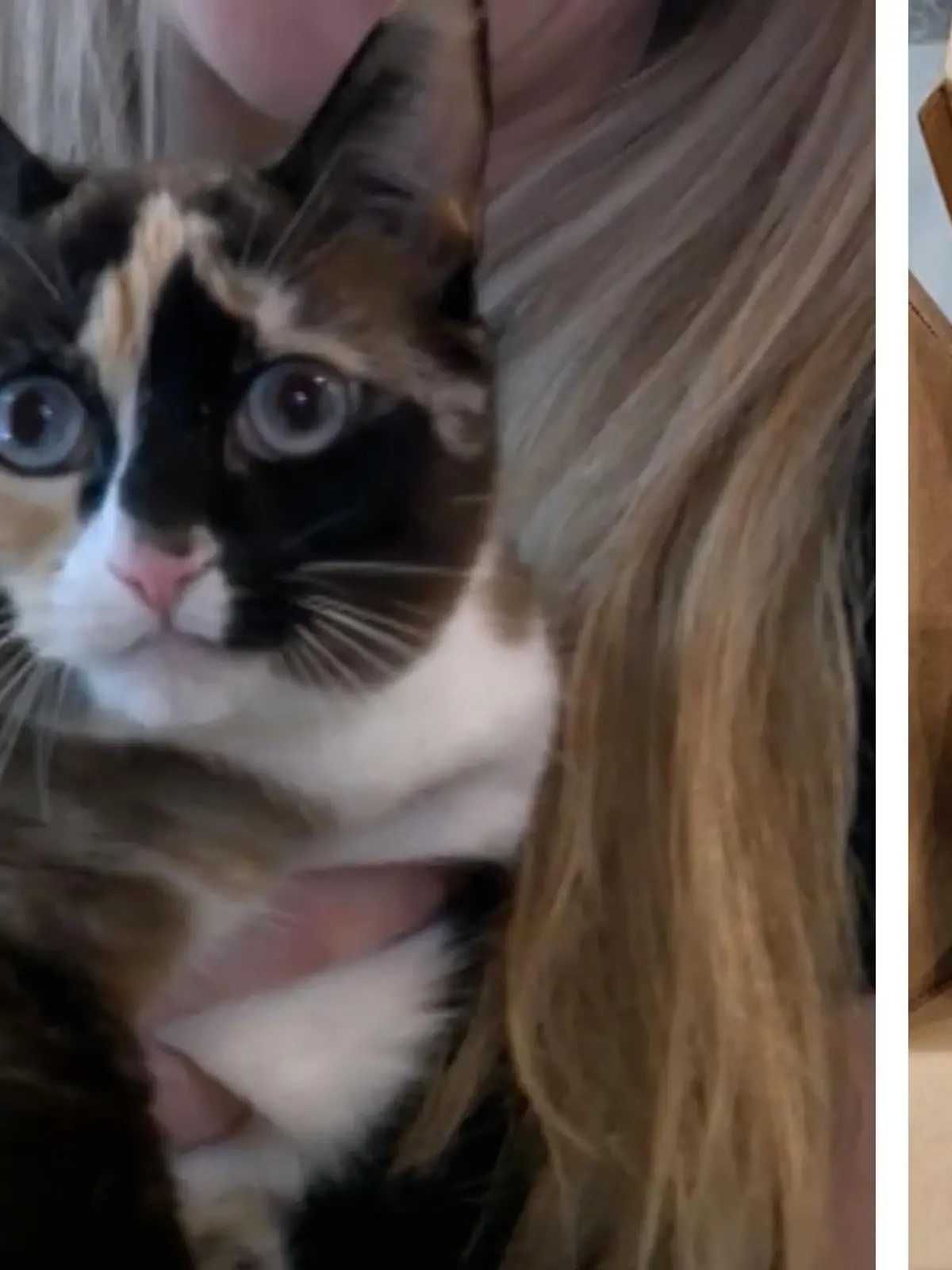 Katze Galena wird versehentlich mehr als 1.000 Kilomater weit in einem Retourenpaket verschickt. Im Video zeigen wir, wie sie gefunden wurde und dank wem sie wieder mit ihren Besitzern vereint werden konnte.
