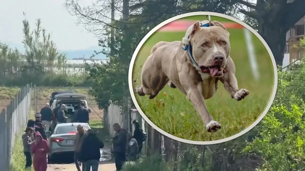 Zwei Pitbulls töteten den kleinen Francesco.