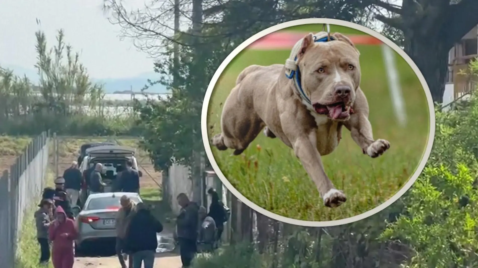 Zwei Pitbulls töteten den kleinen Francesco.