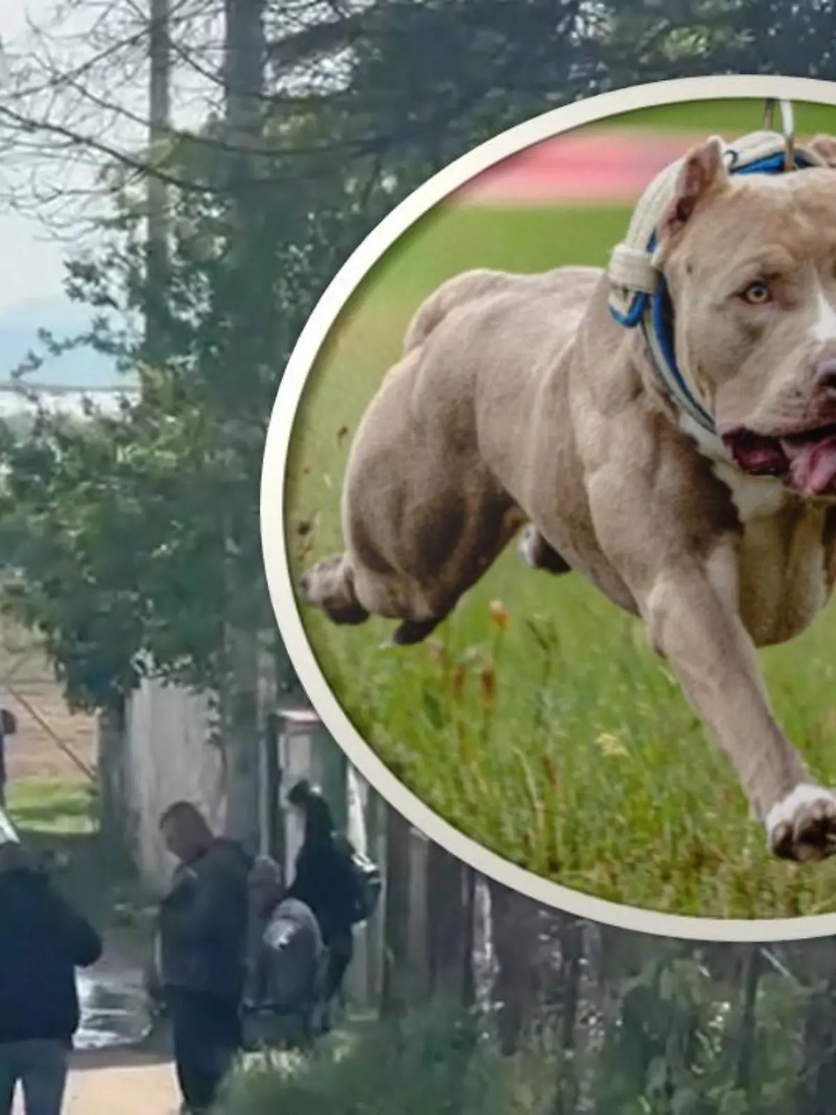 Zwei Pitbulls töteten den kleinen Francesco.
