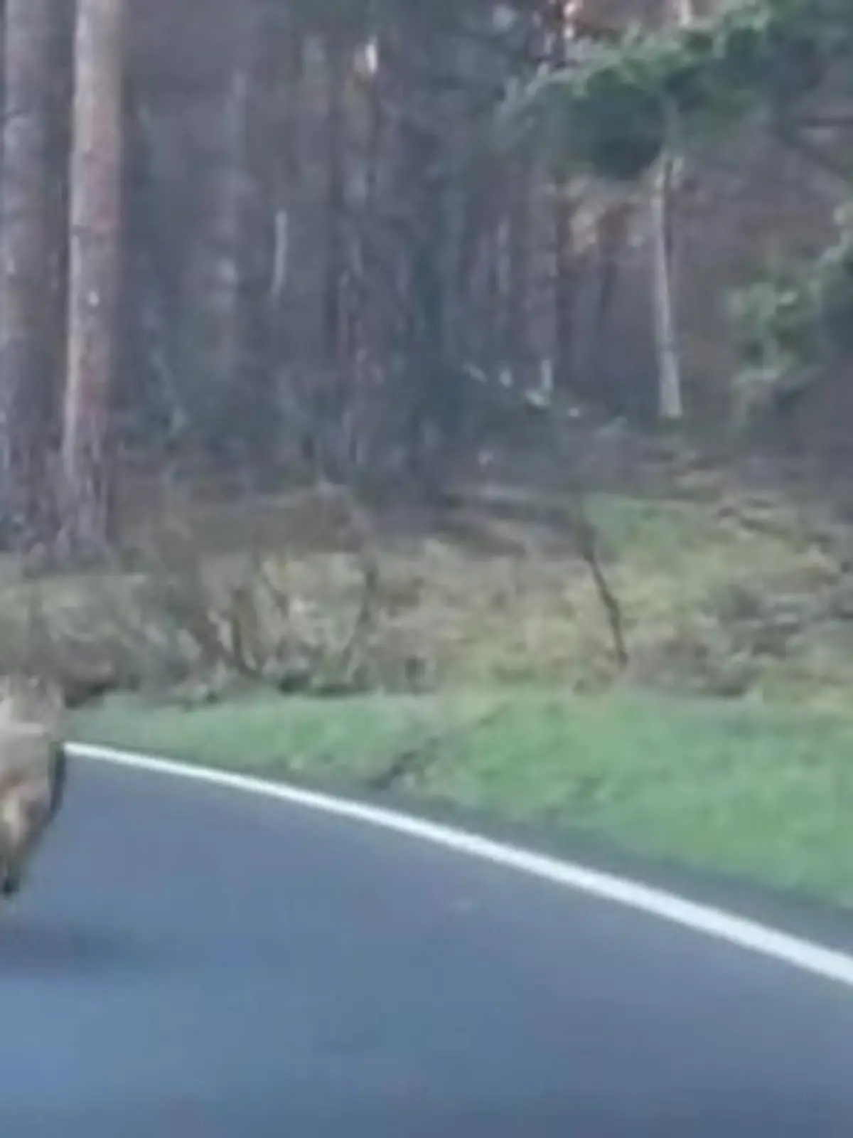 In dem rumänischen Skigebiet Poiana Brașov sind Wölfe keine Seltenheit – doch dieser Vorfall von Anfang April verdeutlicht die Gefahr einer Wildtier-Begegnung. Minutenlang verfolgt der Wolf den Radfahrer - bis zum Glück Passanten eingreifen. Wie sie dem Mann womöglich das Leben retten, seht ihr im Video.
