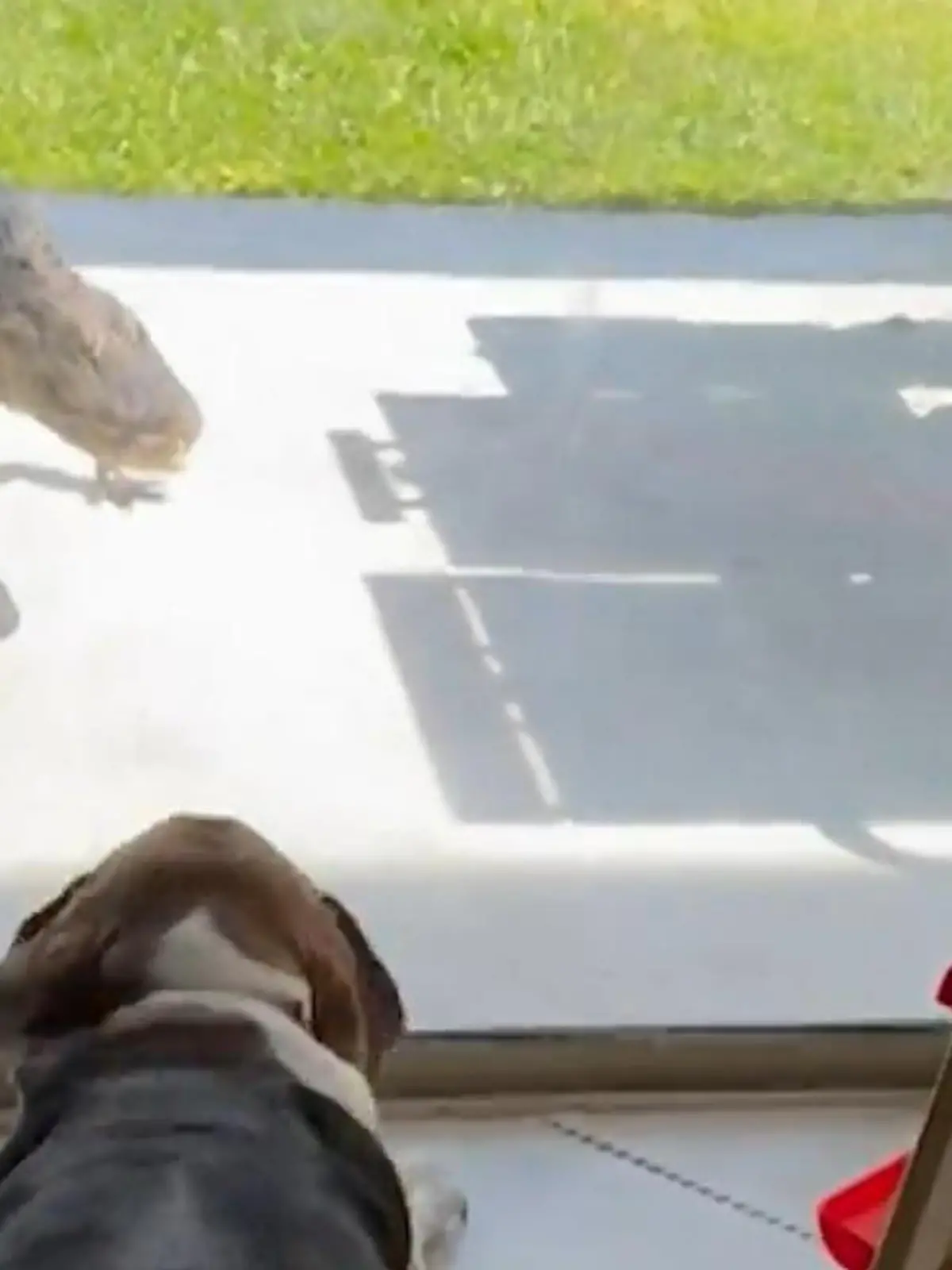 Ein neugieriger Alligator ist hier vom nahegelegenen Fluss auf die Terrasse geschlichen und hat sich dem Haus genährt. Das hat der Hund des Hauses auch mitbekommen. Doch was passiert dann? Das seht ihr im Video.