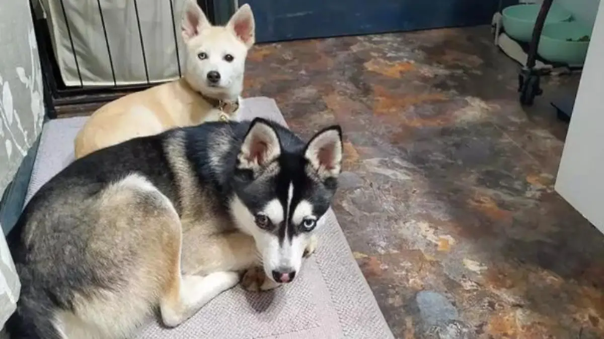 Diese beiden Hunde haben ein Lotterie-Los zerfetzt.