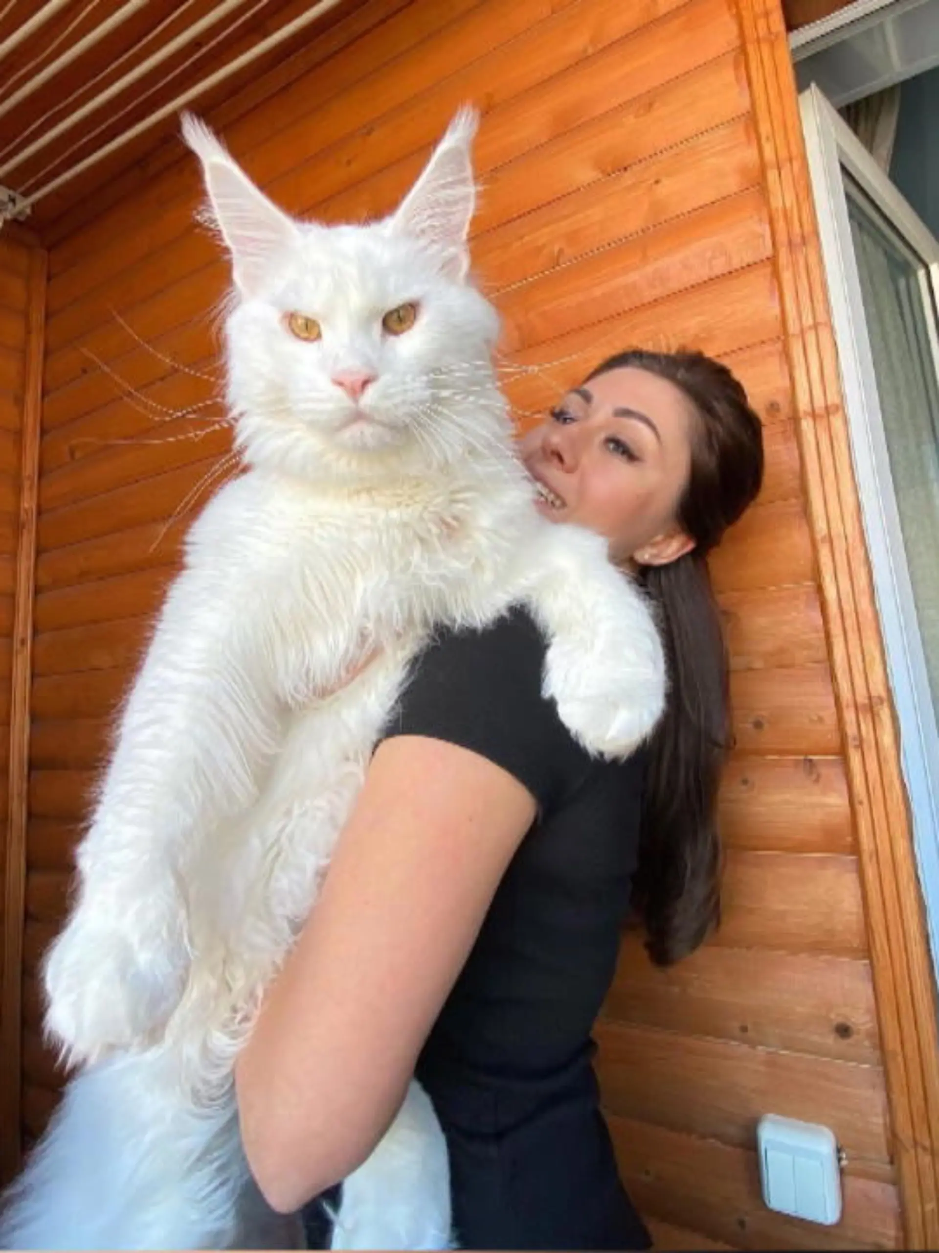 Diese Katze ist so groß wie ein zweijähriges Kind und wiegt fast 13 Kilo. Jetzt ist Kefir ein richtiger Instagram-Star. Wieso, sehen Sie im Video.