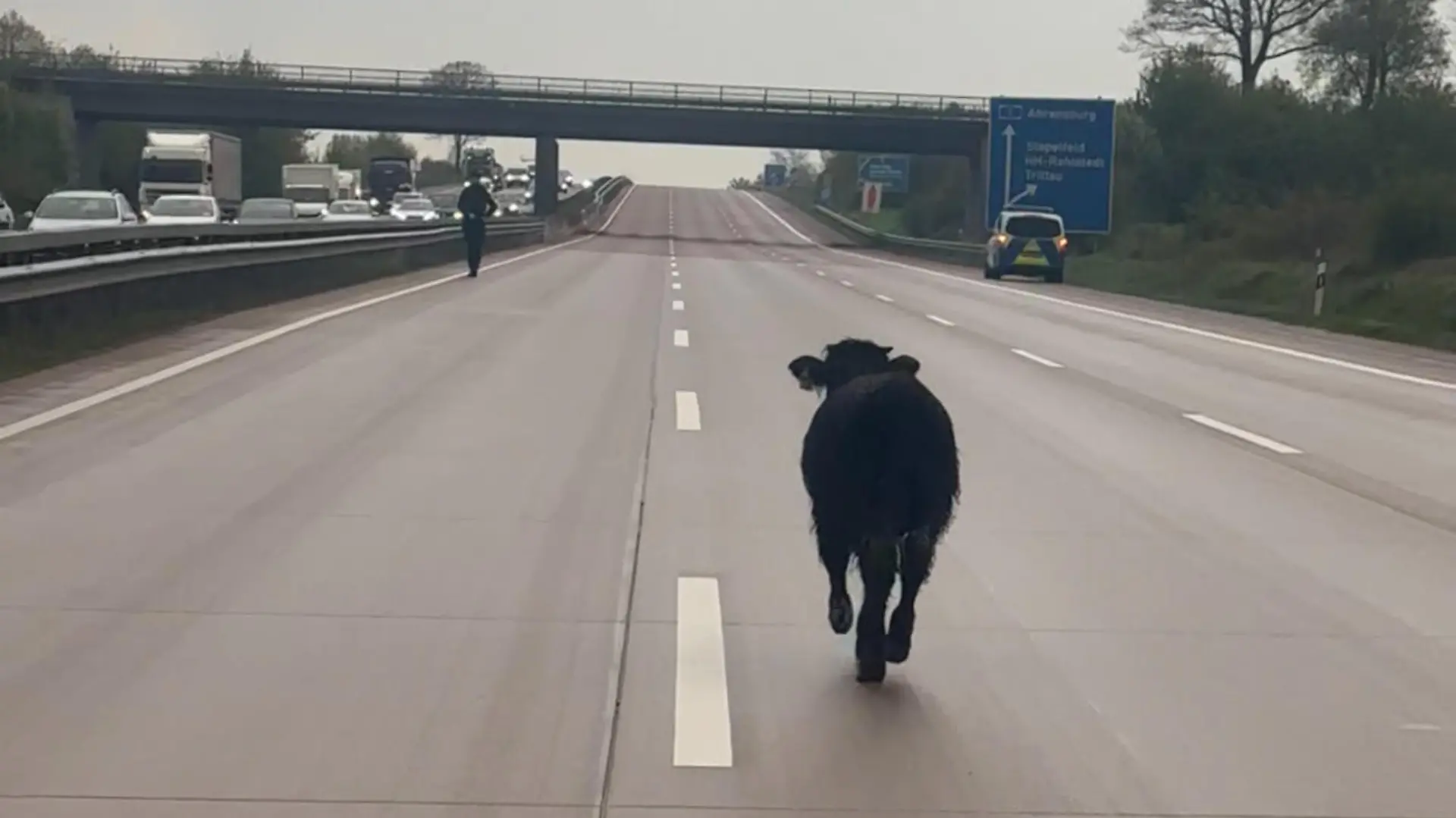Rind sorgt für Sperrung der A1