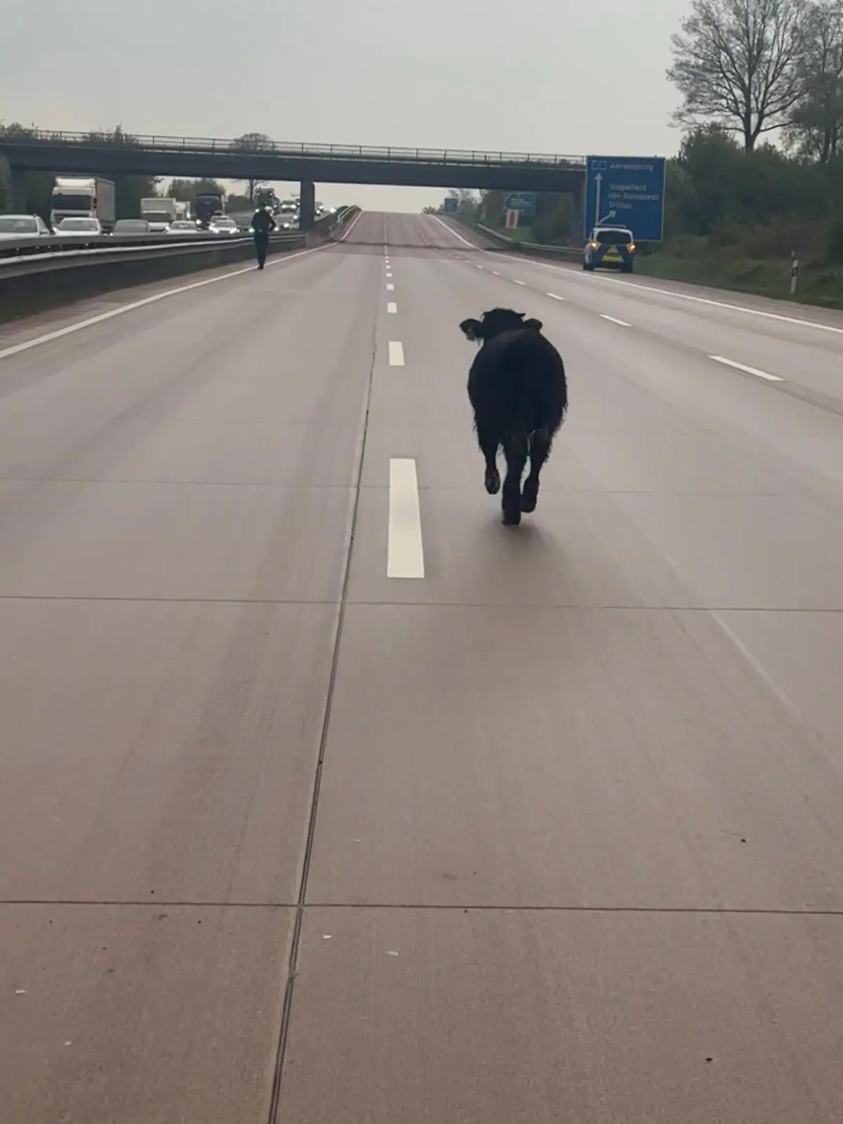 Rind sorgt für Sperrung der A1