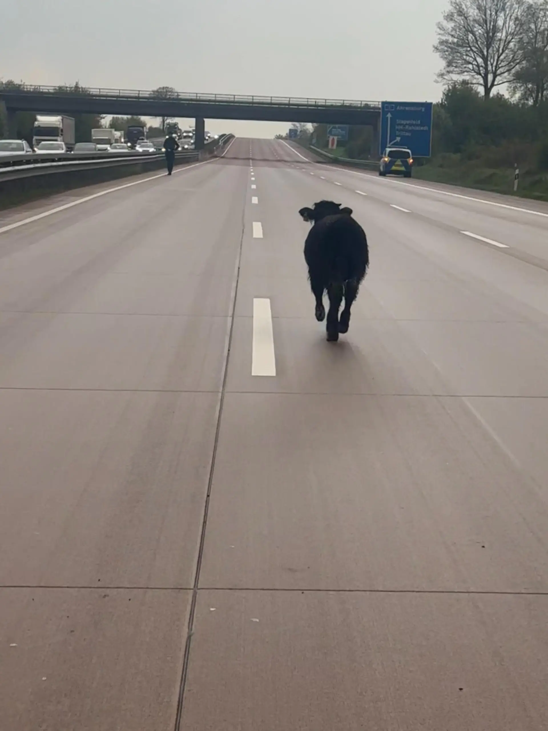 Rind sorgt für Sperrung der A1
