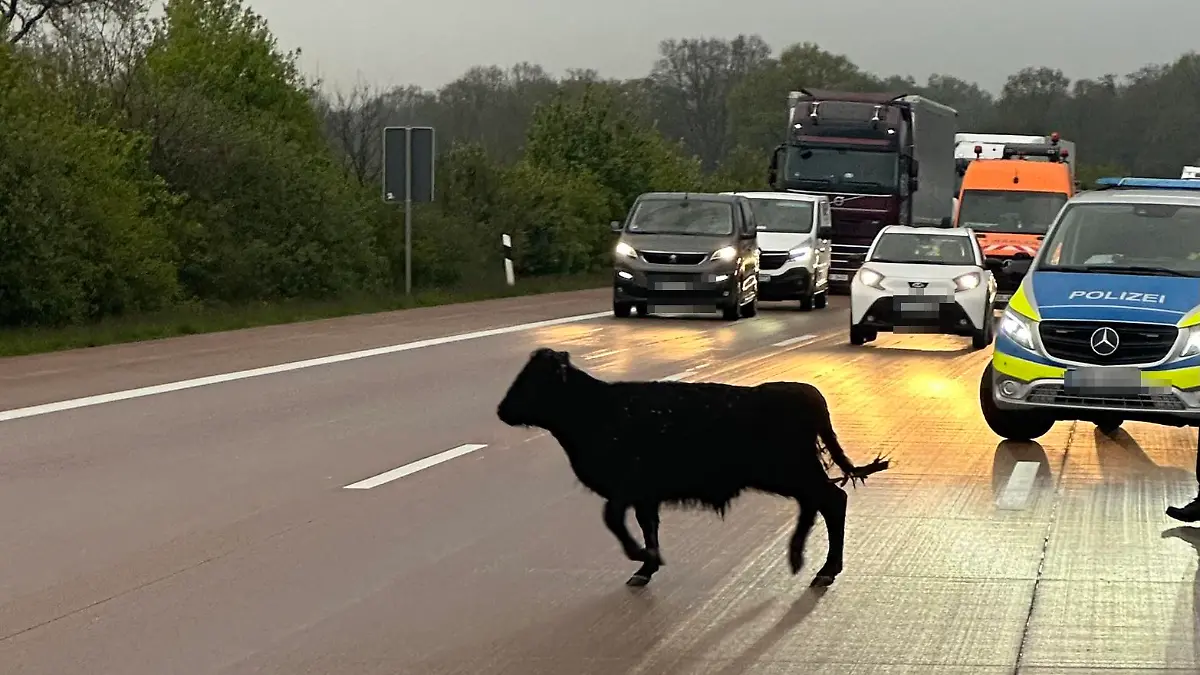 Jungbulle blockiert die Fahrbahn