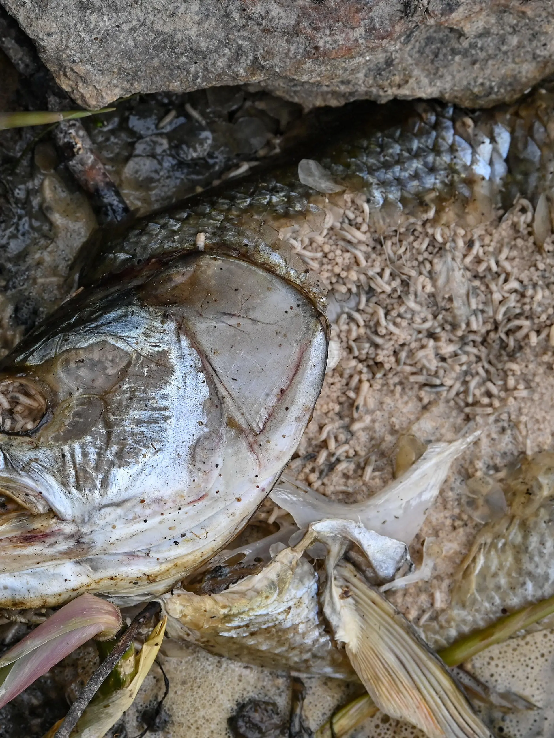dpatopbilder - 13.08.2022, Brandenburg, Lebus: Ein toter Fisch, der bereits von Maden zersetzt wird, liegt am Ufer des deutsch-polnischen Grenzflusses Oder. Seit mehren Tagen beschäftigt das massive Fischsterben im Fluss Oder Anwohner des Flusses. Die Untersuchungen zur Aufklärung des massenhaften Fischsterbens in der Oder dauern an. Foto: Patrick Pleul/dpa +++ dpa-Bildfunk +++