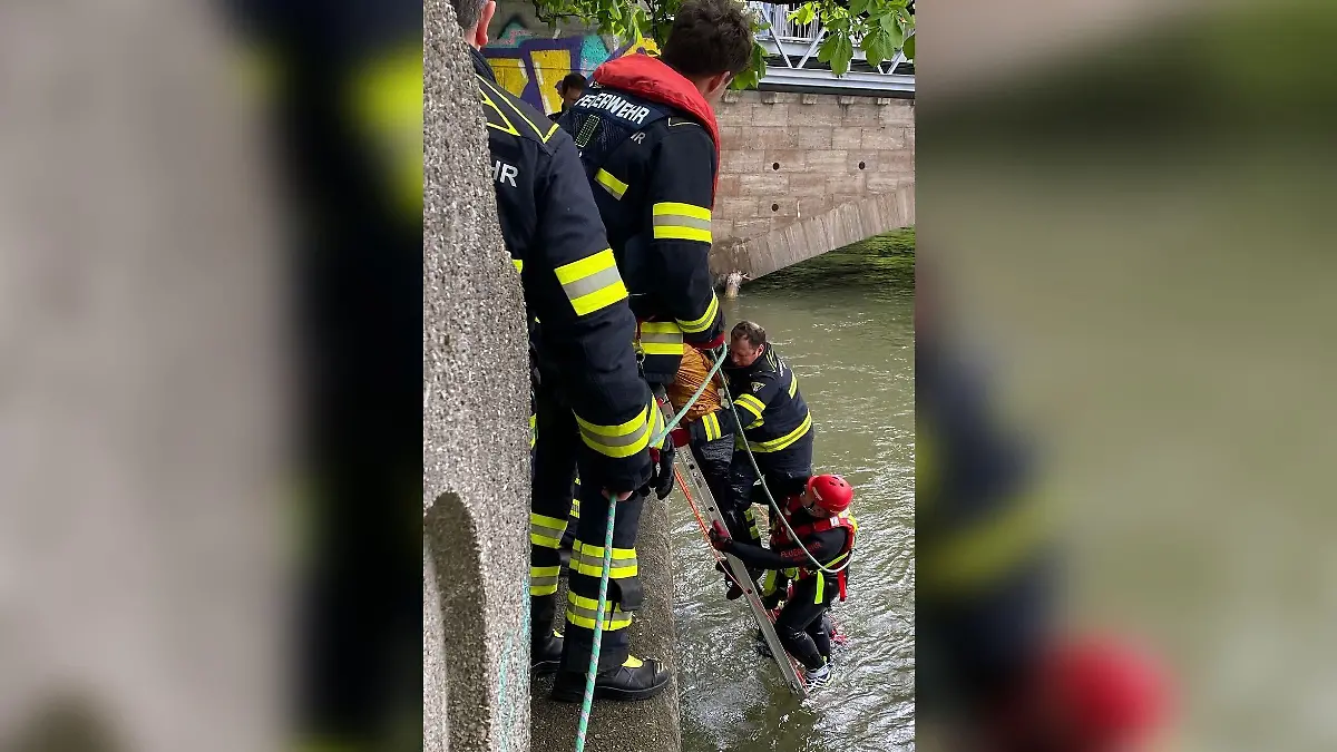 Mit einer Steckleiter konnten die Helfer die hilflose Frau retten.