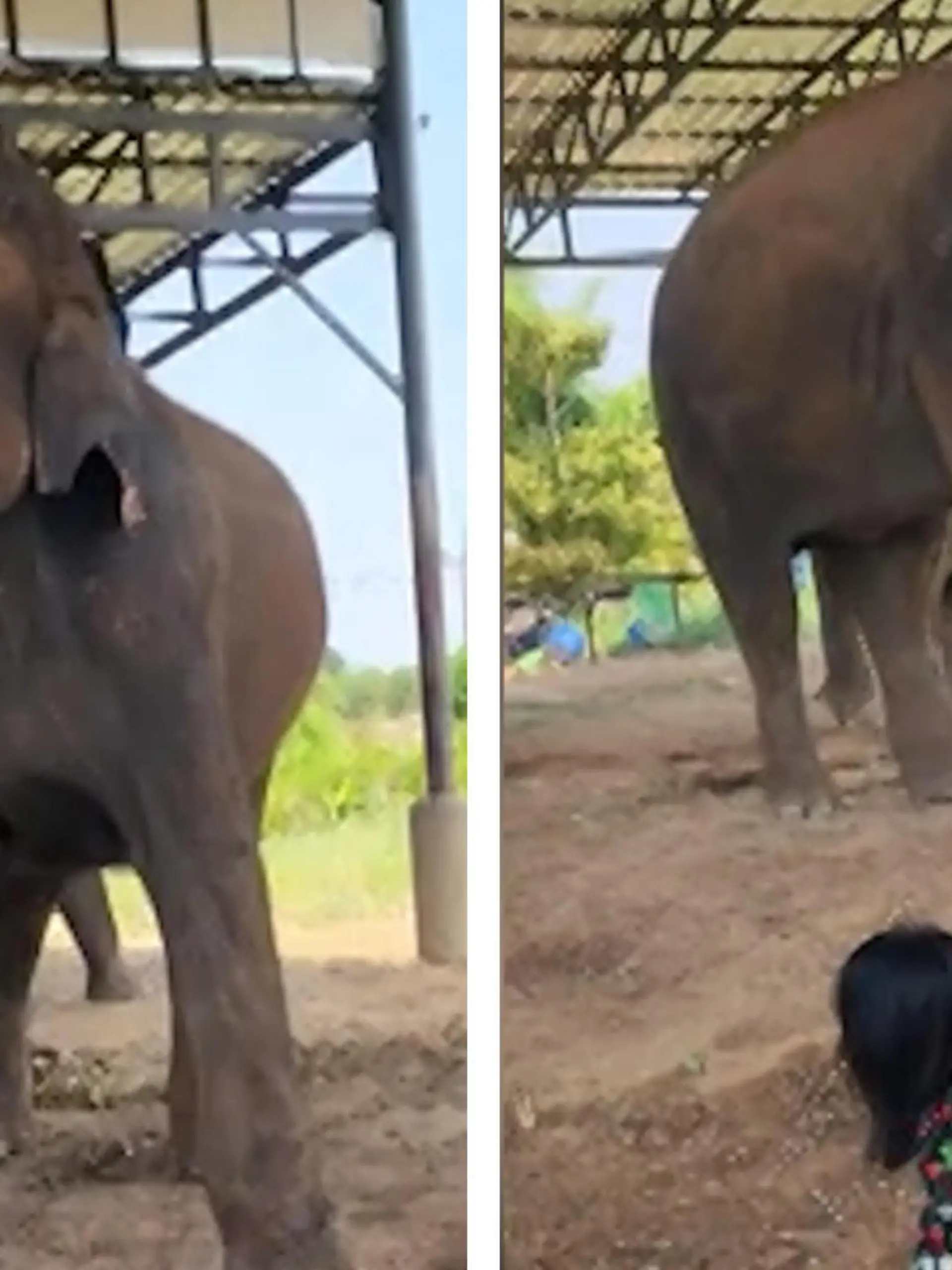 Genau diese Erfahrung hat auch Chalida Homniem gemacht. Ein Elefant hat sie mit dem Rüssel umschlungen, wirbelt sie erst nach oben, bevor er sie dann zu Boden fallen lässt. Warum die junge Frau trotzdem lachen kann, erfahrt ihr im Video.