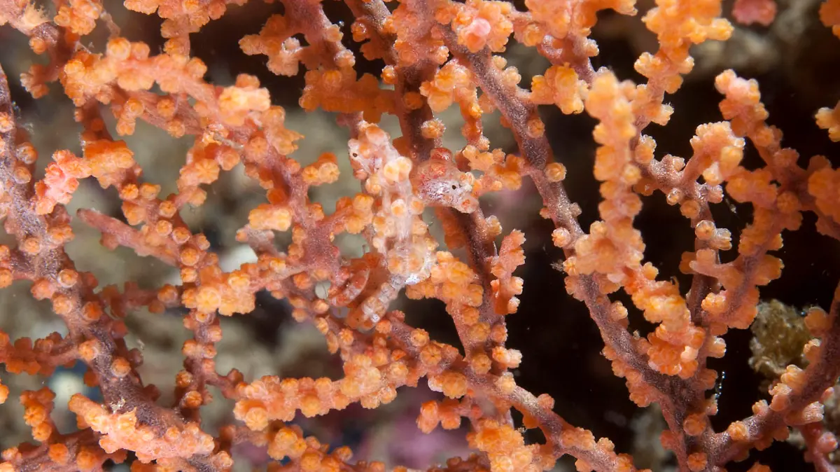 PIC BY COLIN MARSHALL/ ARDEA/ CATERS NEWS - (PICTURED: Pygmy Seahorse) - These impressive animals have managed to blend into their natural habitats so well that theyre almost impossible to spot. From crocodiles in dark green waters to owls hidden camouflaged by tree bark and leopards lying flat on textured terrain, theres more than just good eye sight needed to notice these animals. It may appear as those theyre playing hide and seek but to these animals theres a far more sinister reason why they want to stay hidden. Its camouflaging themselves effectively that gives these animals an advantage over their prey. SEE CATERS COPY