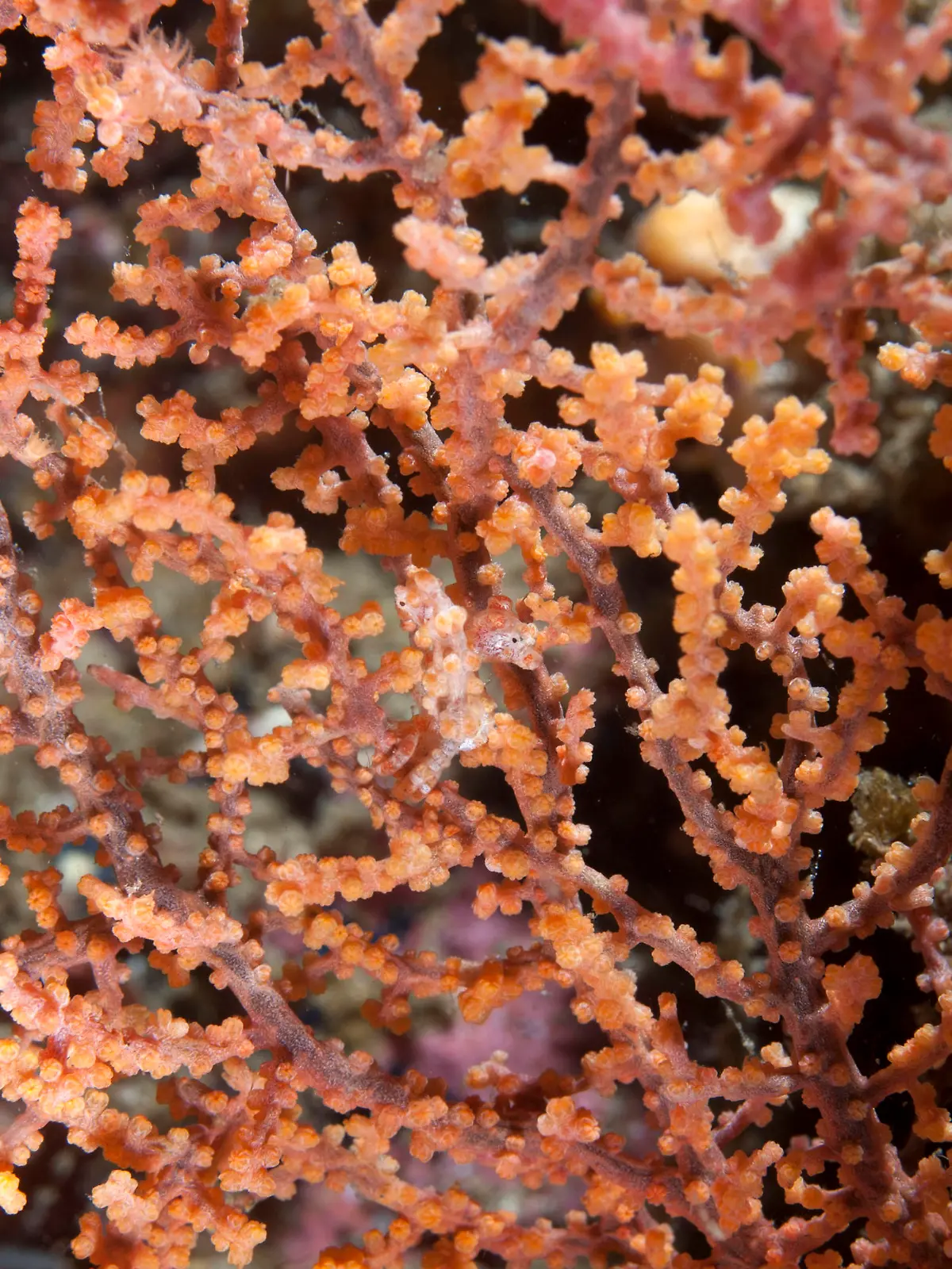 PIC BY COLIN MARSHALL/ ARDEA/ CATERS NEWS - (PICTURED: Pygmy Seahorse) - These impressive animals have managed to blend into their natural habitats so well that theyre almost impossible to spot. From crocodiles in dark green waters to owls hidden camouflaged by tree bark and leopards lying flat on textured terrain, theres more than just good eye sight needed to notice these animals. It may appear as those theyre playing hide and seek but to these animals theres a far more sinister reason why they want to stay hidden. Its camouflaging themselves effectively that gives these animals an advantage over their prey. SEE CATERS COPY