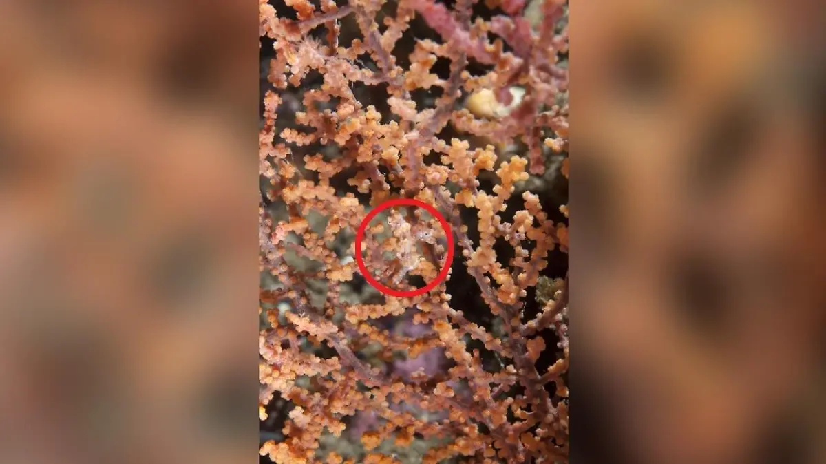 Seepferdchen versteckt sich unter Koralle