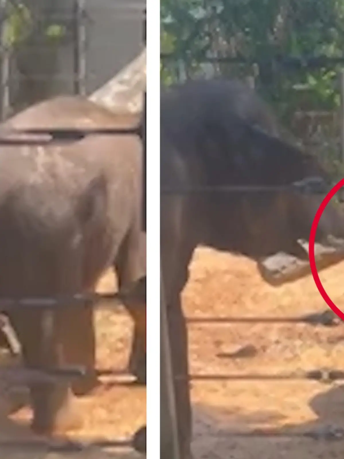 Mama-fant regiert mit strengem Rüssel!

Während Chante einen Zoo im US-Bundesstaat Texas besucht, hält sie auch am Elefanten-Gehege an – und macht eine interessante Entdeckung! Denn statt laut zu trompeten wählt diese Elefanten-Mama eine andere Methode, um durchzugreifen.

Wie genau sie das anstellt, erfahrt ihr im Video.