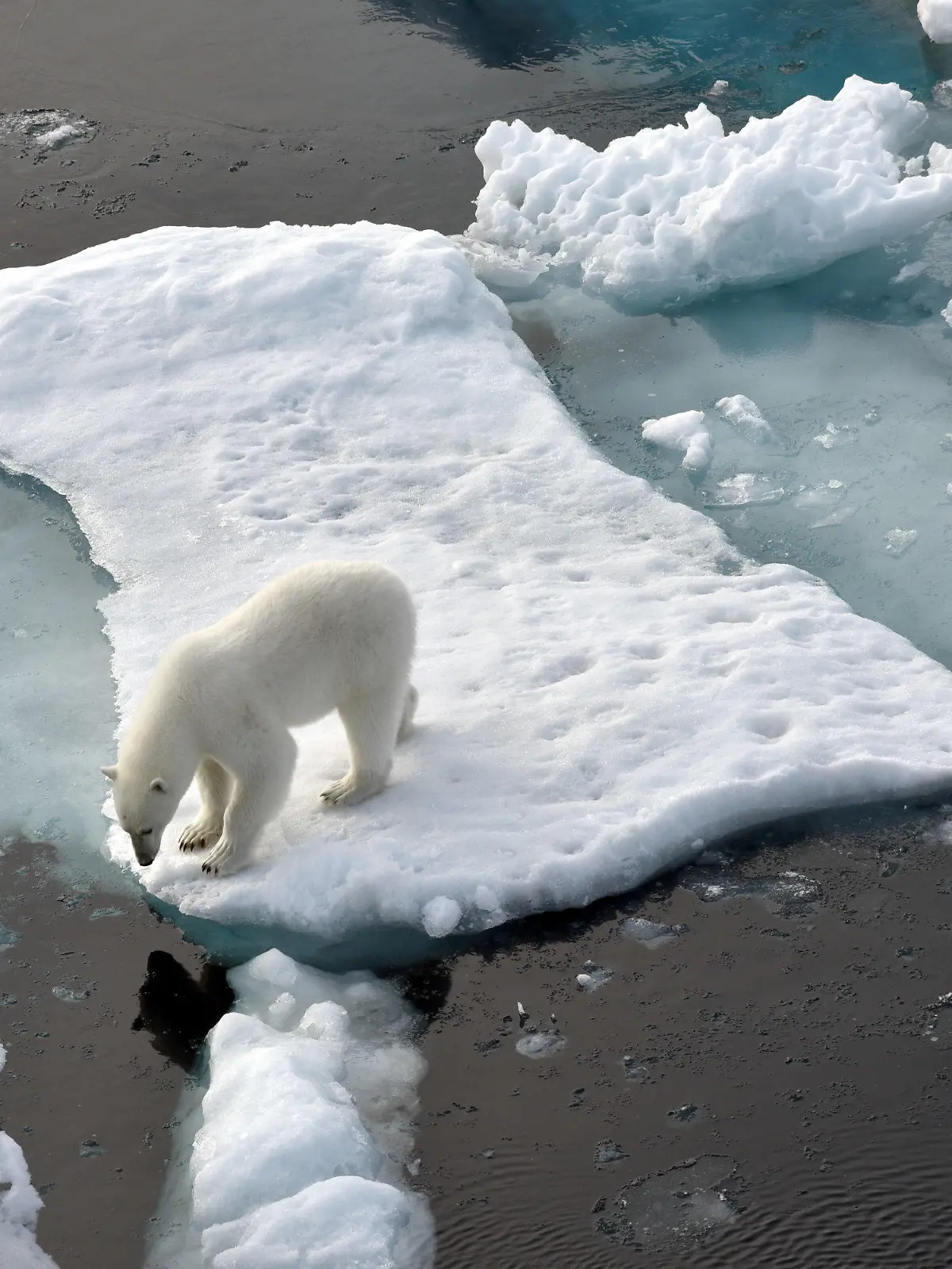 ARCHIV - 14.08.2015, ---, Nordpolarmeer: Ein Eisbär steht im Nordpolarmeer auf eine Eisscholle. (zu dpa «Russland zählt erstmals seine Eisbären») Foto: Ulf Mauder/dpa +++ dpa-Bildfunk +++