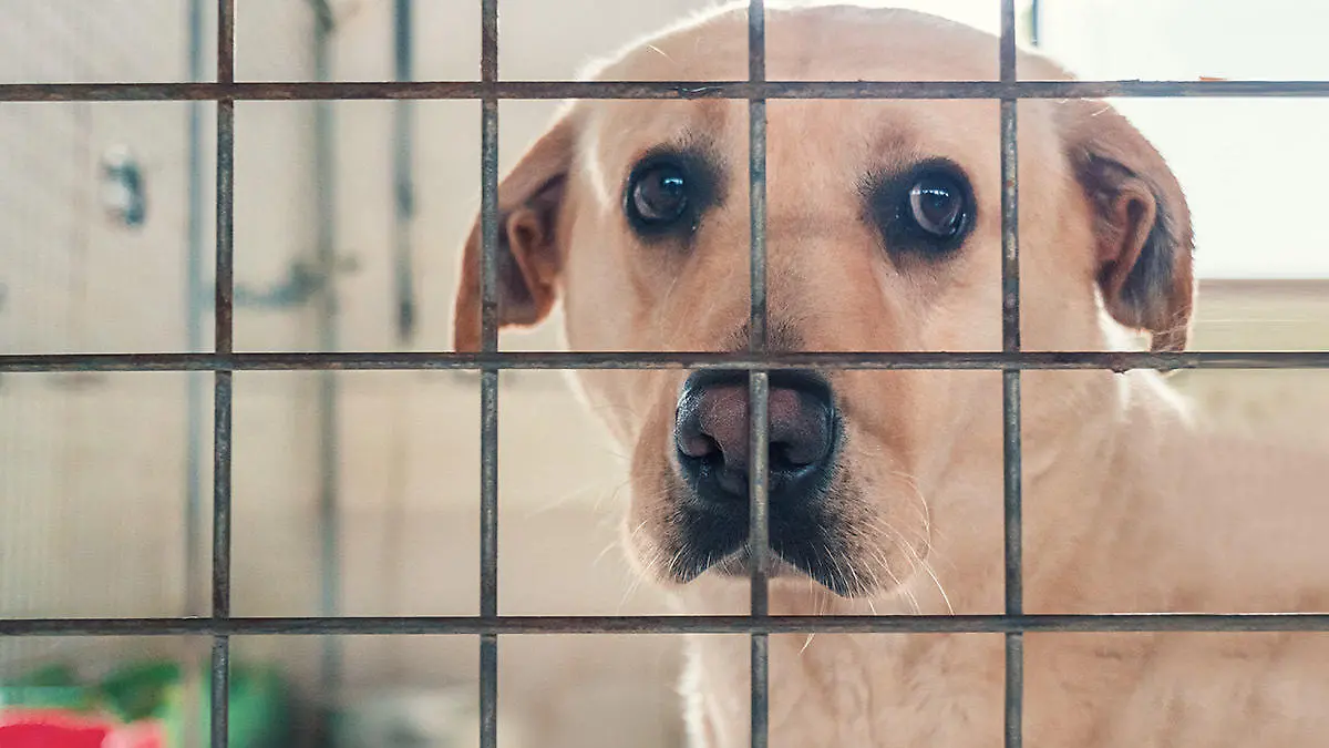 GOWeb APPELL Ukrainische Tier Adoptieren Tierheim Hunde.jpg