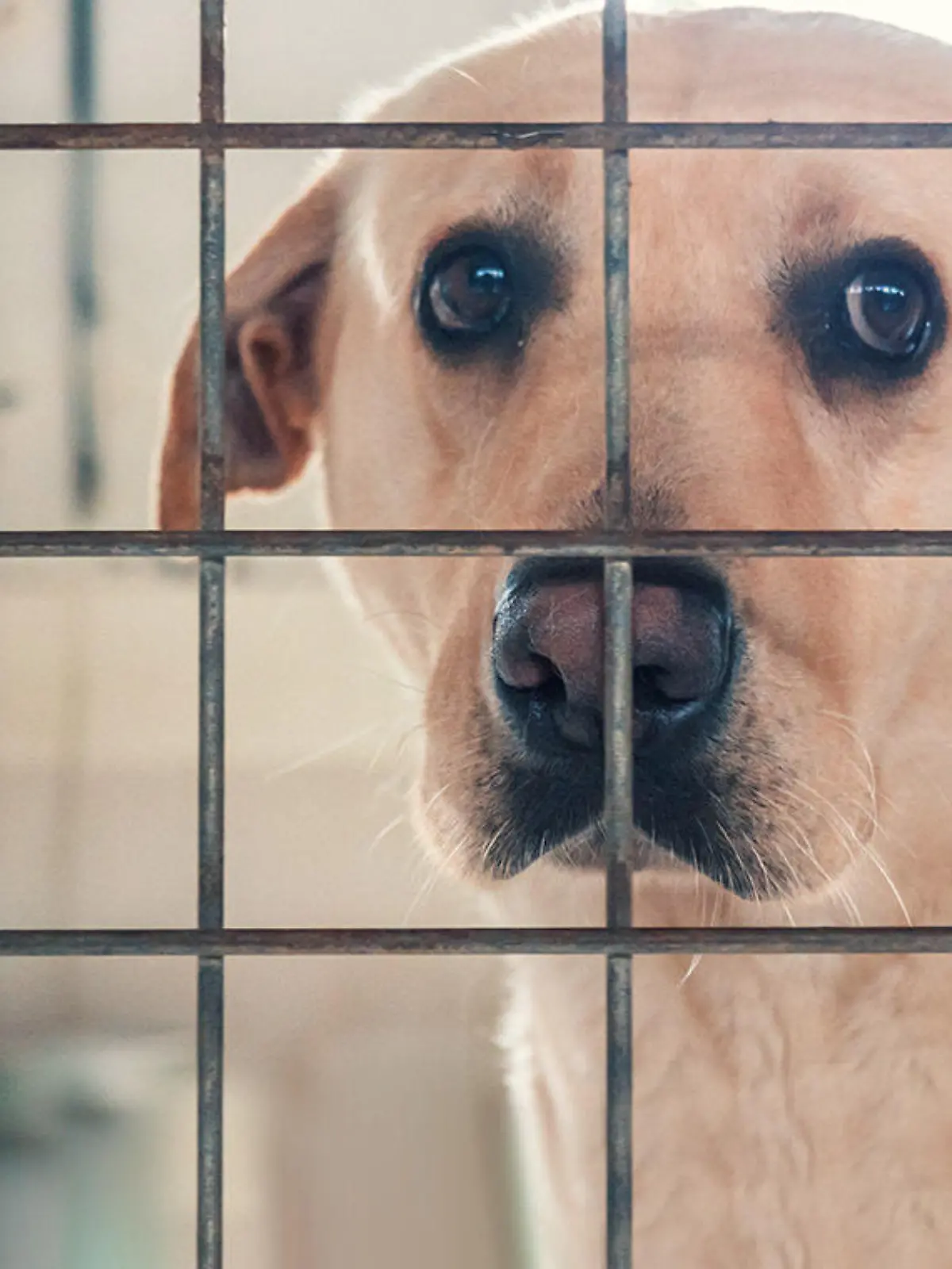 GOWeb APPELL Ukrainische Tier Adoptieren Tierheim Hunde.jpg