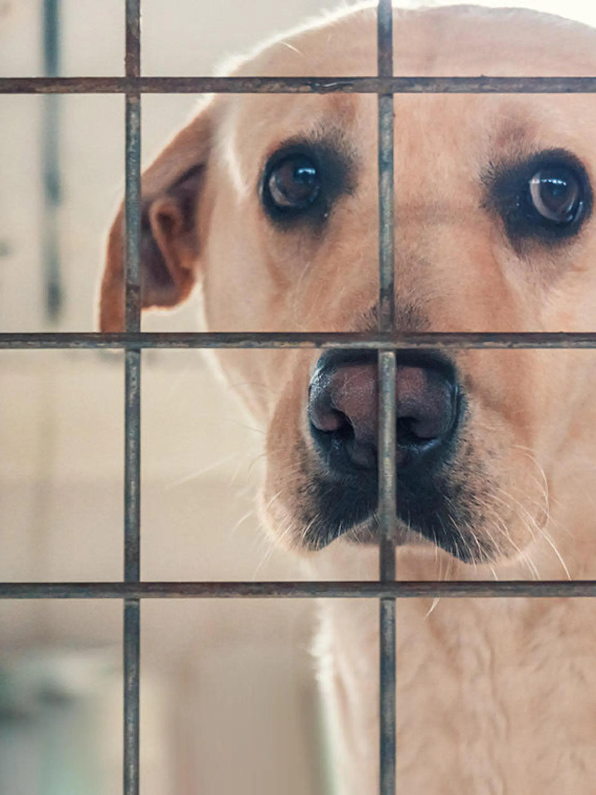 GOWeb APPELL Ukrainische Tier Adoptieren Tierheim Hunde.jpg