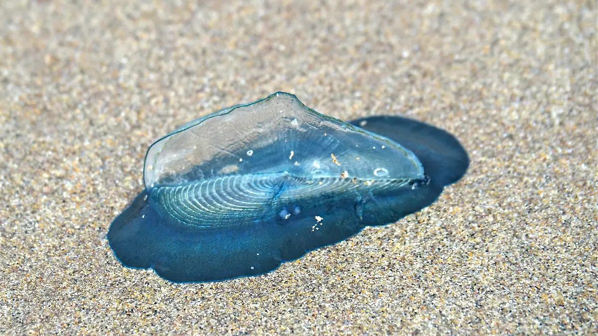 An Strand gespühlte, gestrandete Segelqualle (Velella velella), Dingle Peninsula, Co. Kerry, Irische See, Nord-Atlantik, Irland, Europa